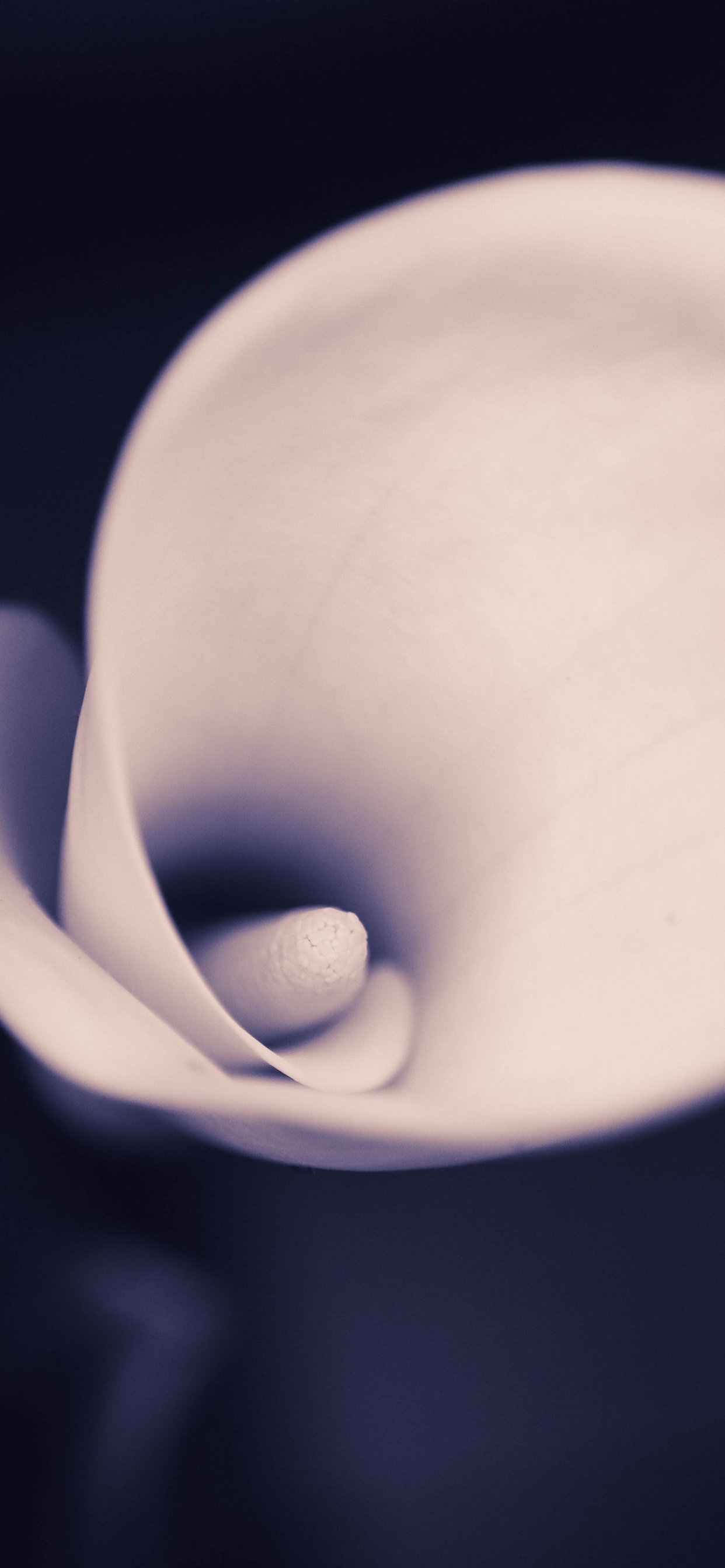 Обои тюльпаны, цветок, ухо, растение, облако в разрешении 1242x2688