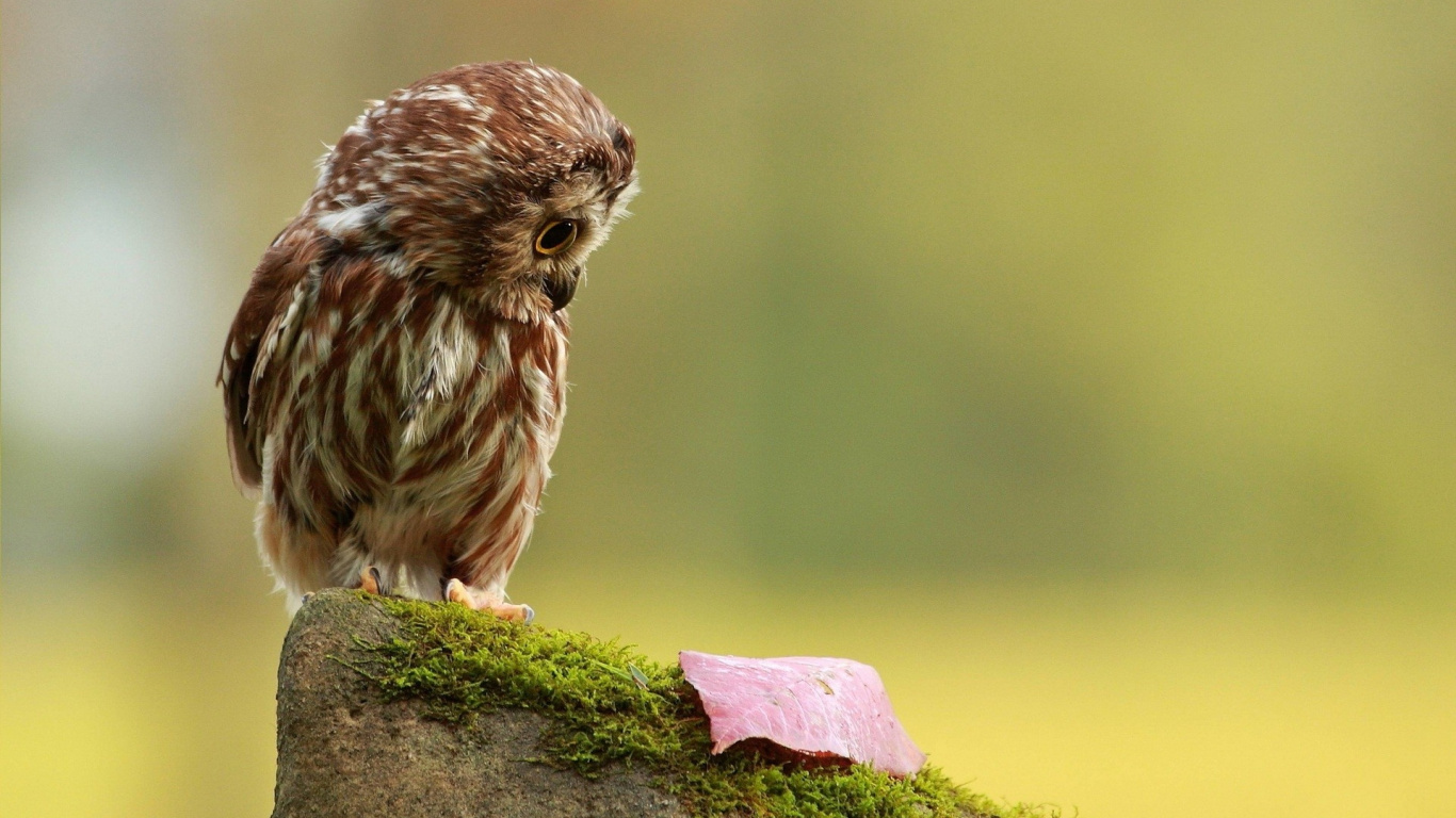 Обои птица, клюв, живая природа, хищная птица, сова в разрешении 1366x768