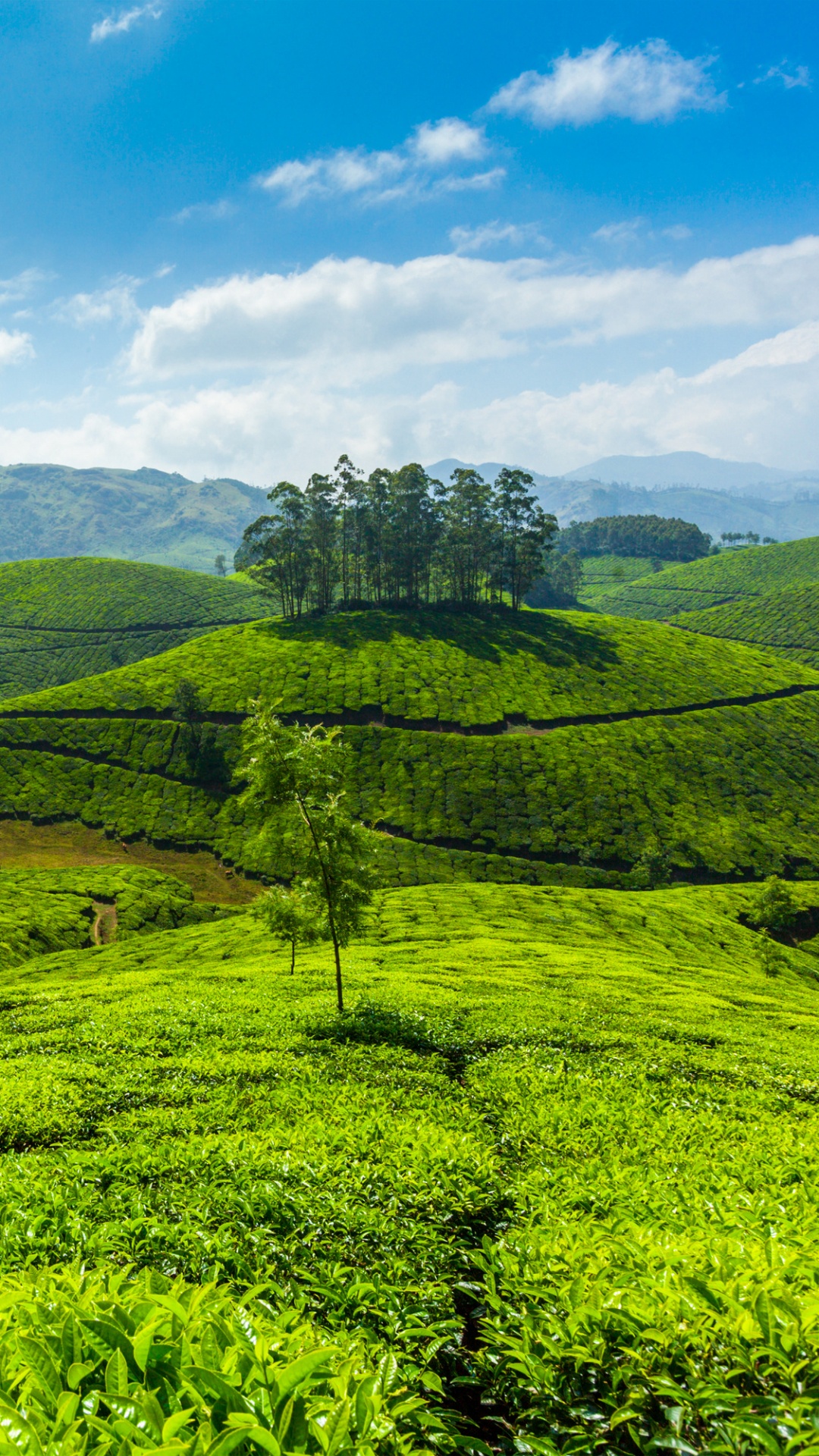 Обои теккади, Алаппужа, Кумараком, коти, горная станция в разрешении 1080x1920