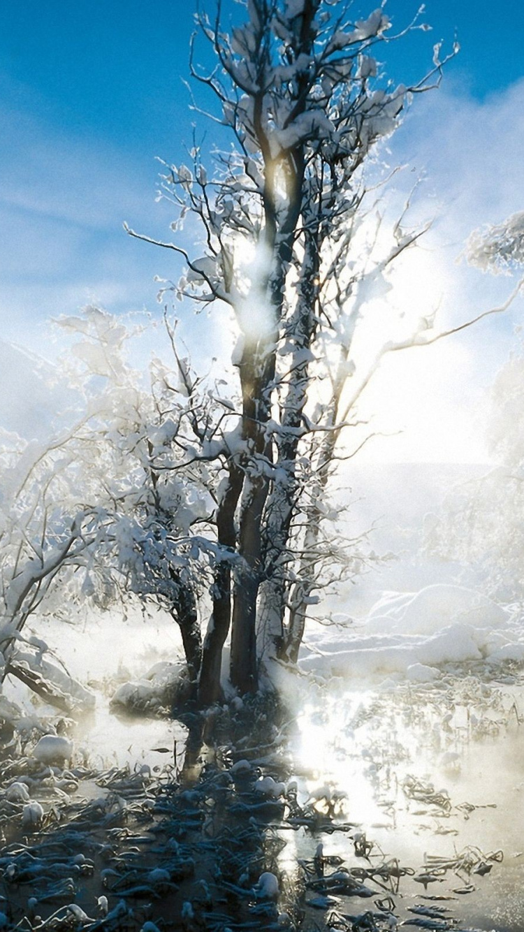 Обои Швейцария зимой, зима, снег, природа, дерево в разрешении 750x1334