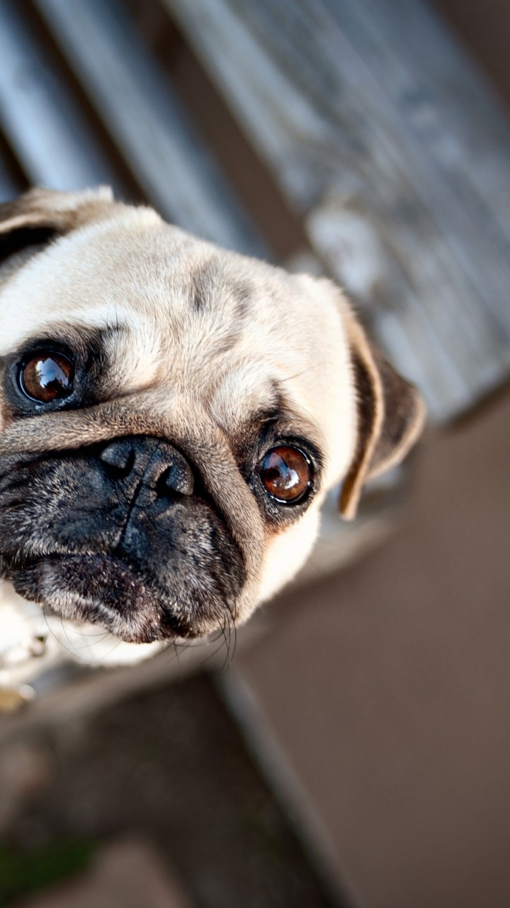 Обои мопс, щенок, собака породы, морда, привлекательность в разрешении 720x1280