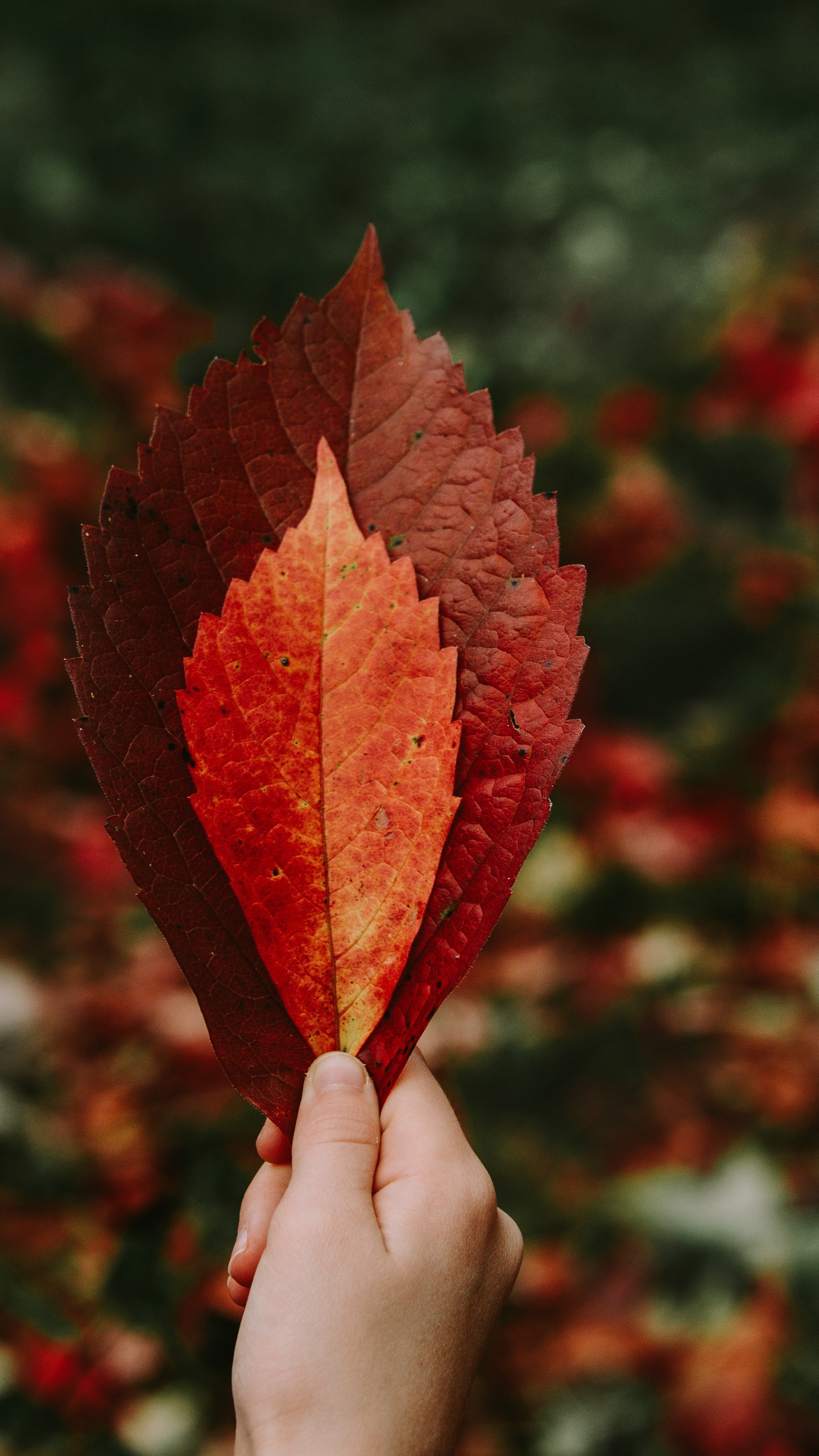 Обои осень, лист, красный цвет, Апельсин, дерево в разрешении 1440x2560