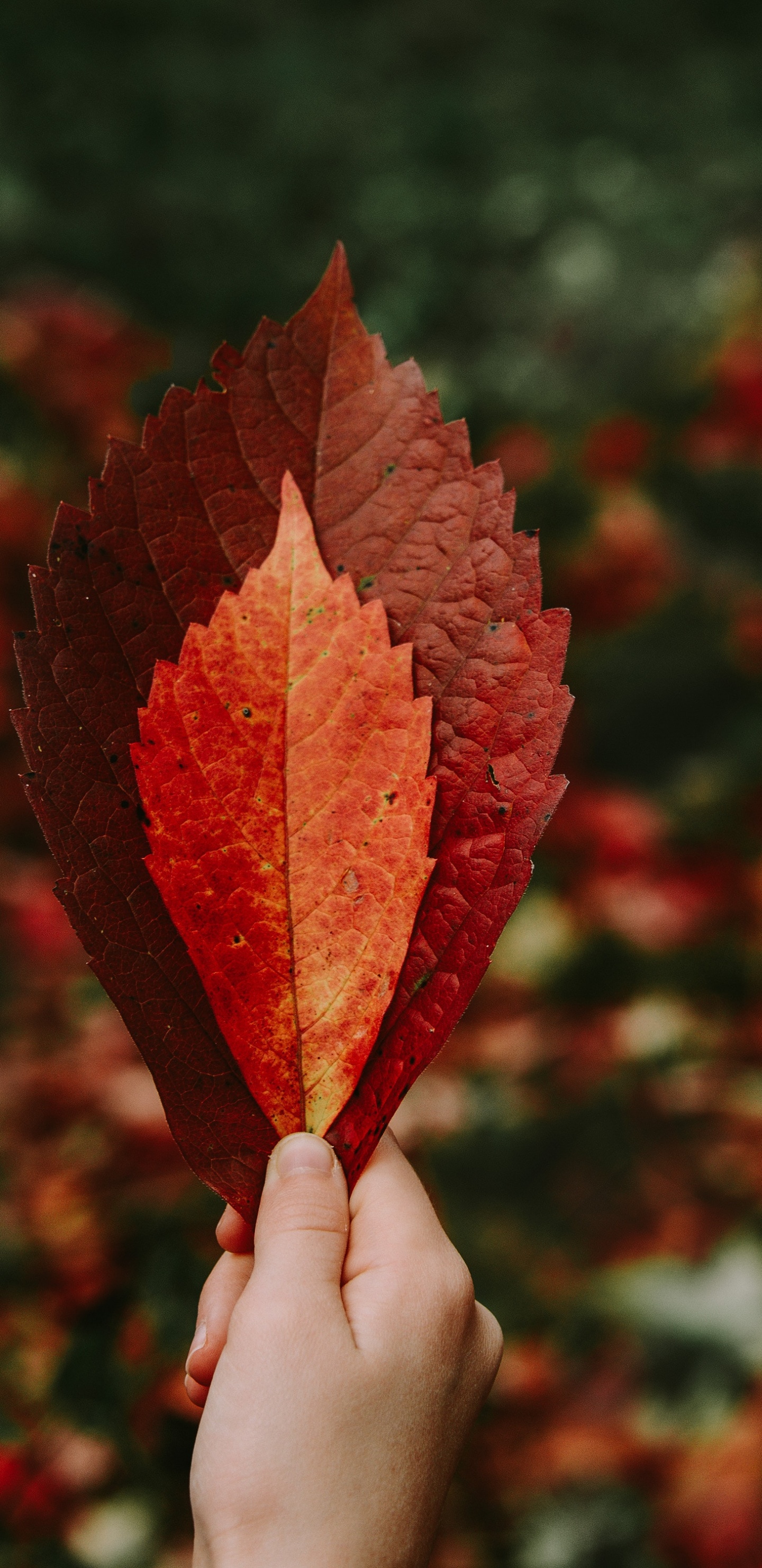 Обои осень, лист, красный цвет, Апельсин, дерево в разрешении 1440x2960