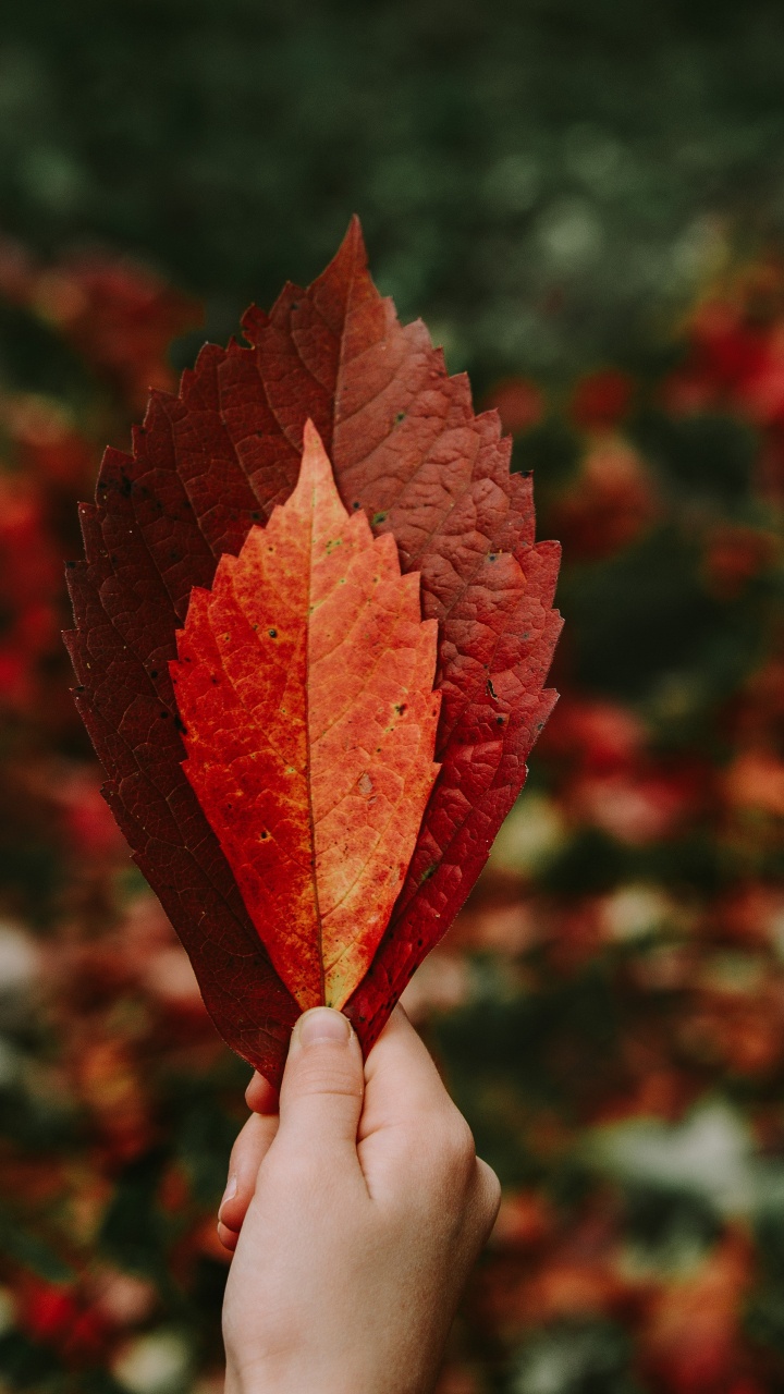 Обои осень, лист, красный цвет, Апельсин, дерево в разрешении 720x1280