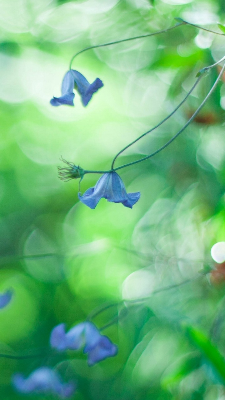 Обои боке, синий, зеленый, природа, лист в разрешении 720x1280