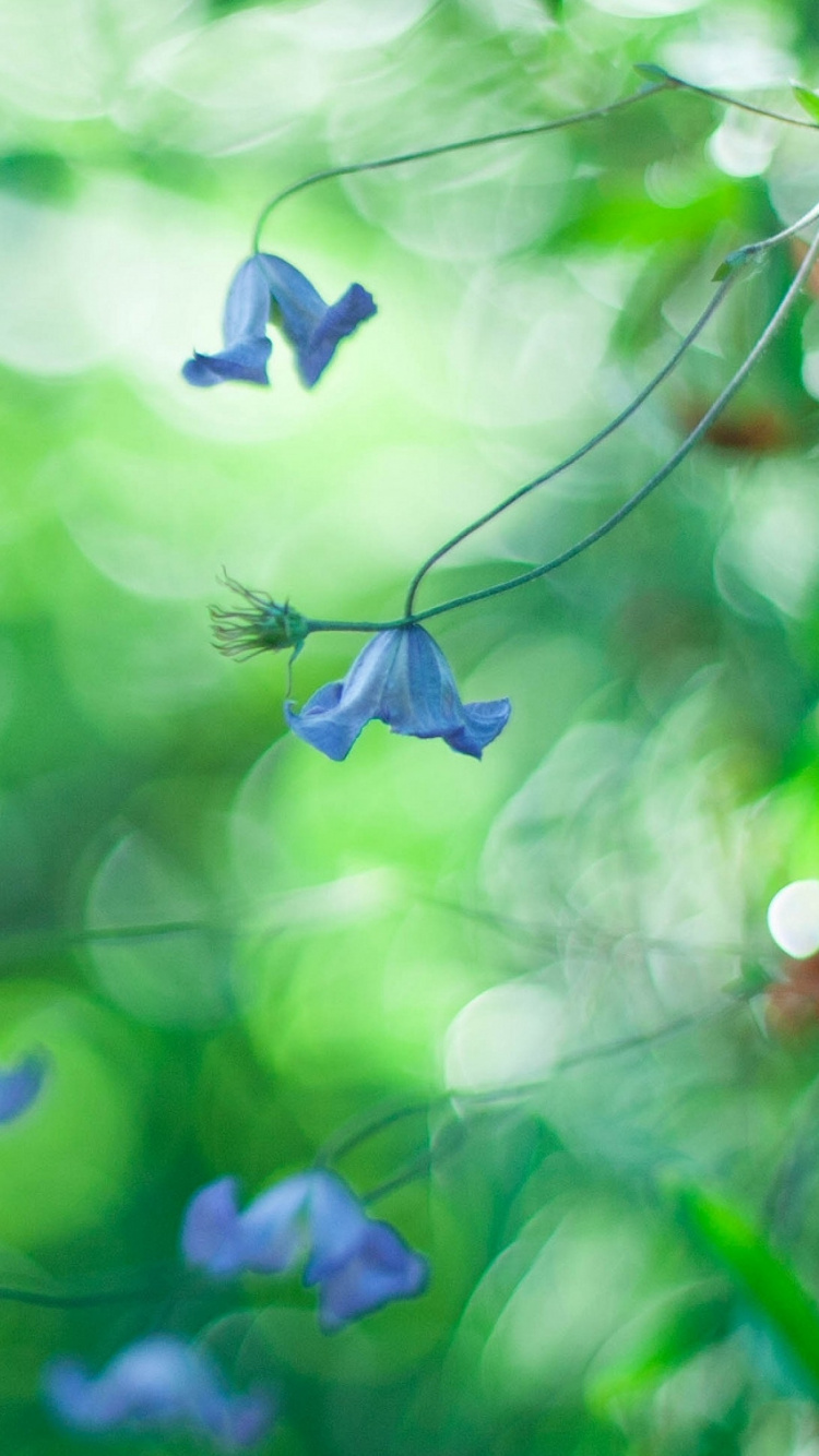 Обои боке, синий, зеленый, природа, лист в разрешении 750x1334