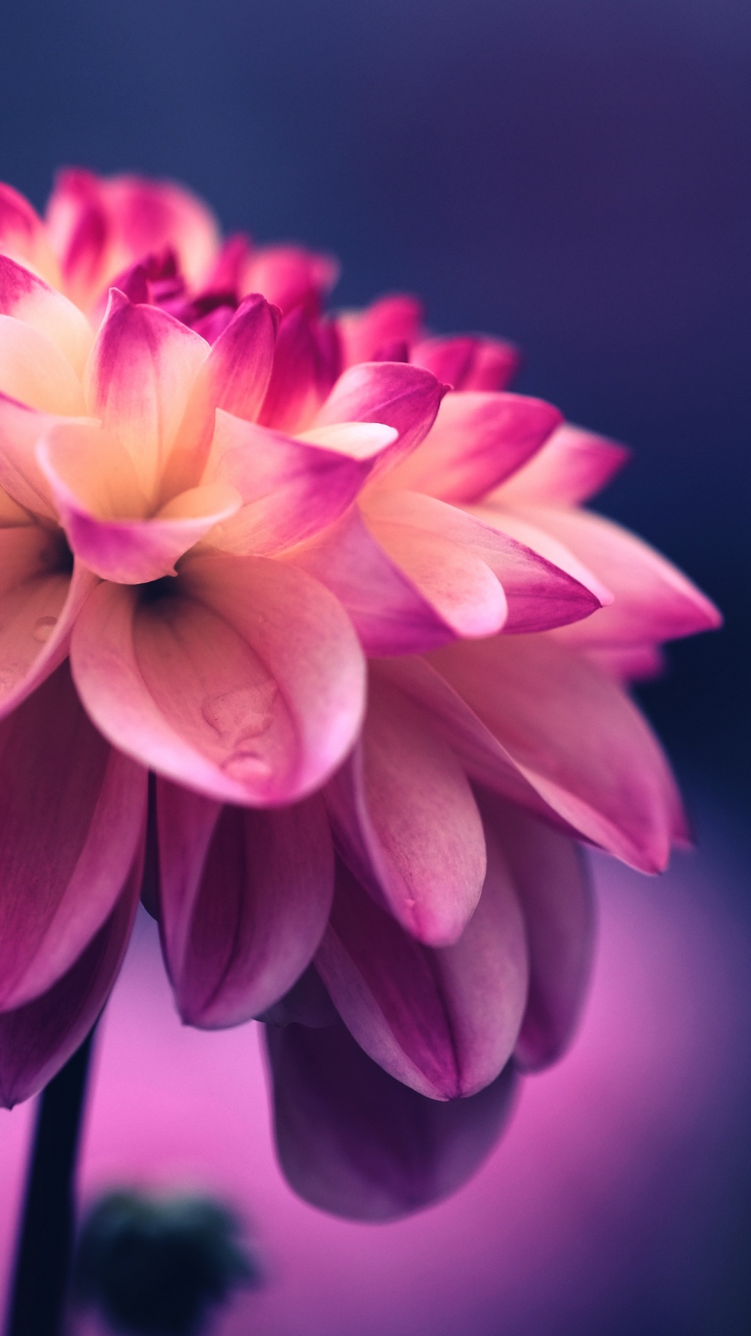 Обои цветок, розовый, шелк, Радуга Роуз, растение в разрешении 1080x1920