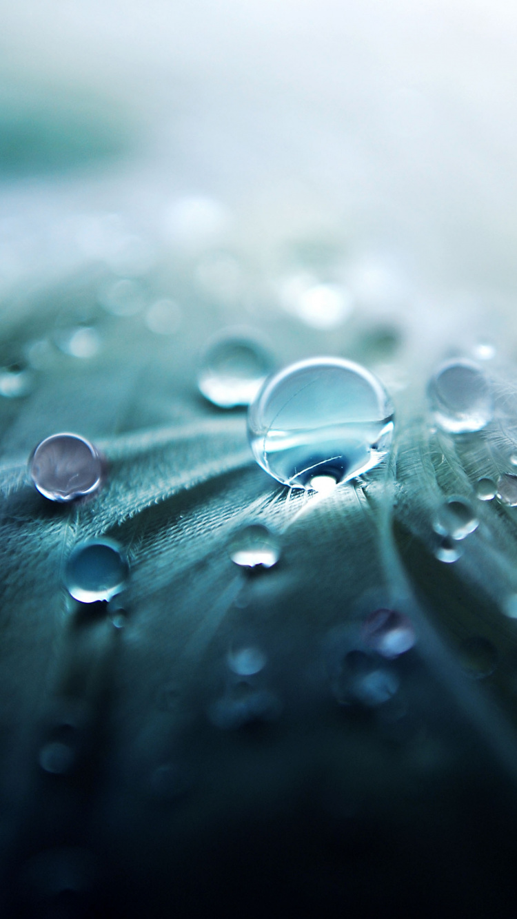 Обои падение, вода, роса, влага, макро в разрешении 750x1334