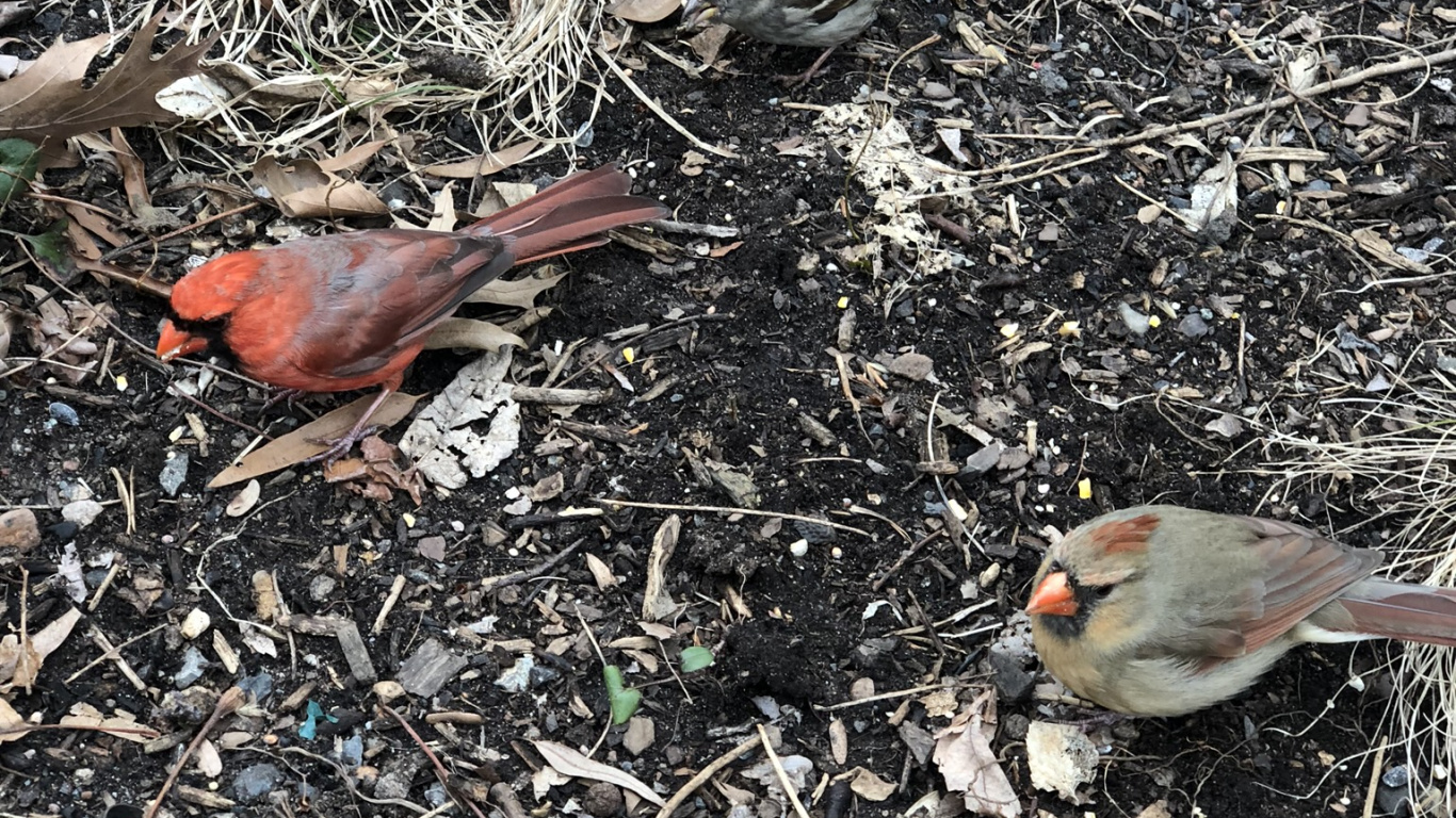 Обои воробьинообразные, биология, наука, адаптация, птица в разрешении 1366x768