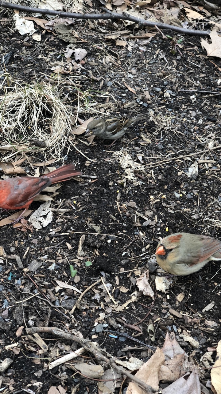 Обои воробьинообразные, биология, наука, адаптация, птица в разрешении 720x1280