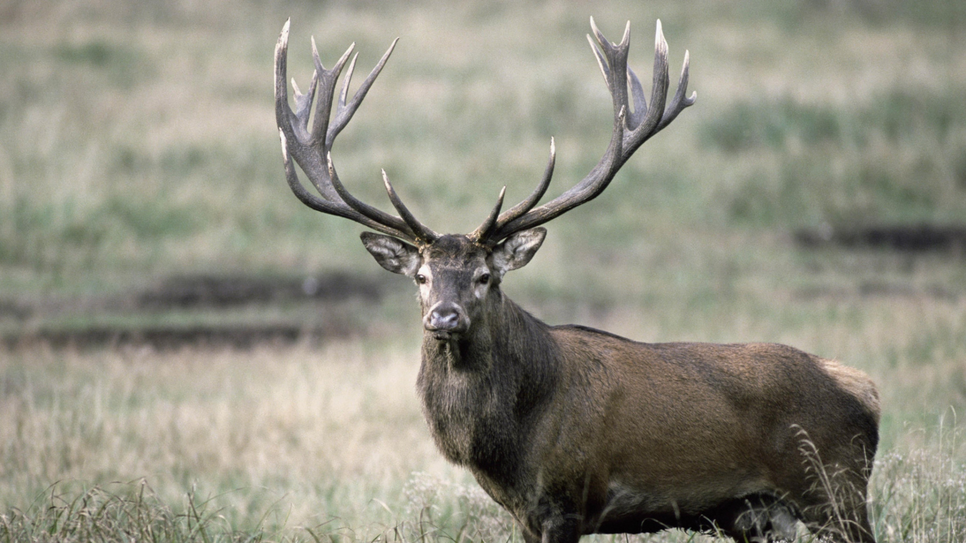 Обои живая природа, Северный олень, рог, олений рог, лось в разрешении 1920x1080