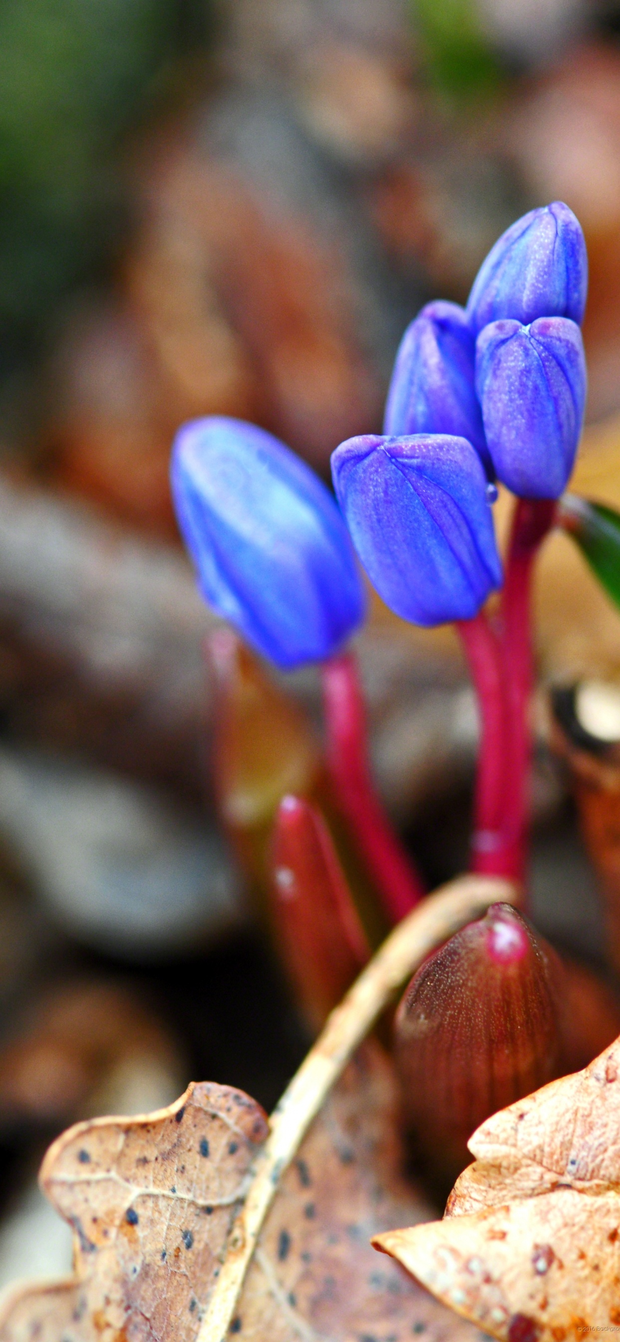 Обои смартфон, телефон, цветок, растение, весна в разрешении 1242x2688