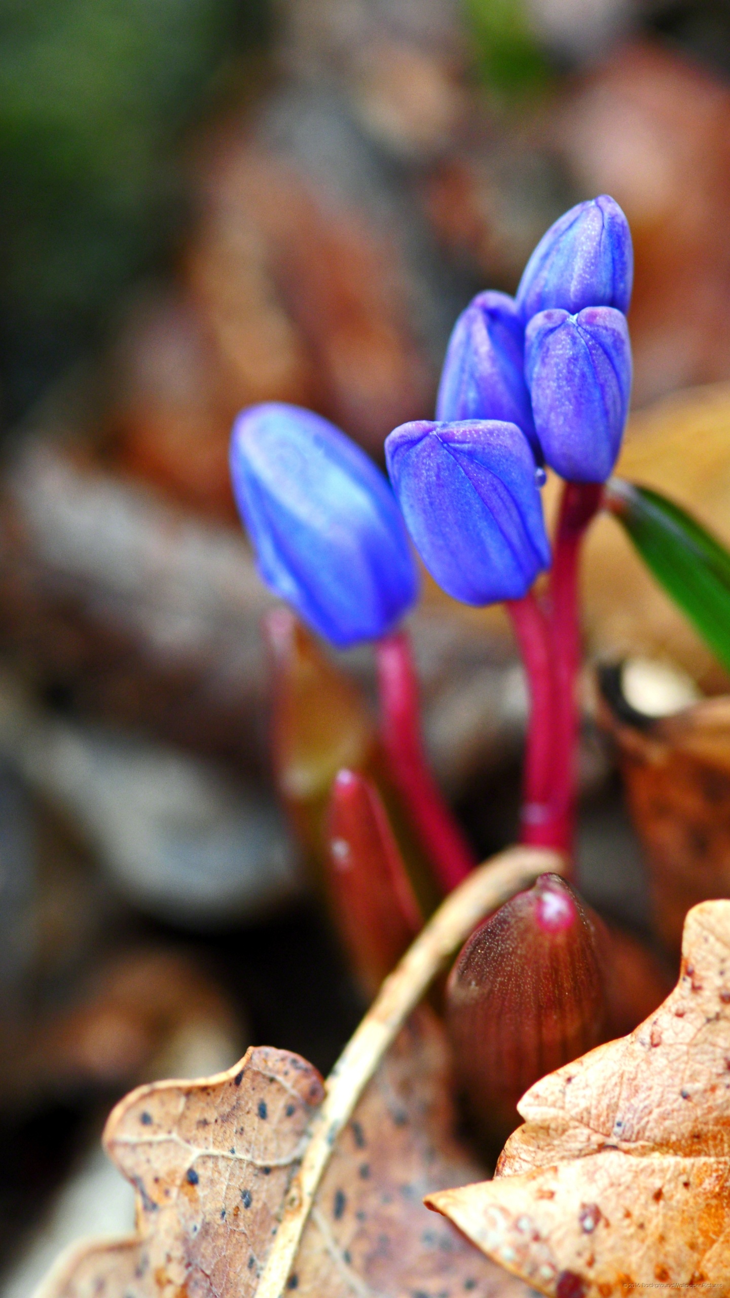 Обои смартфон, телефон, цветок, растение, весна в разрешении 1440x2560