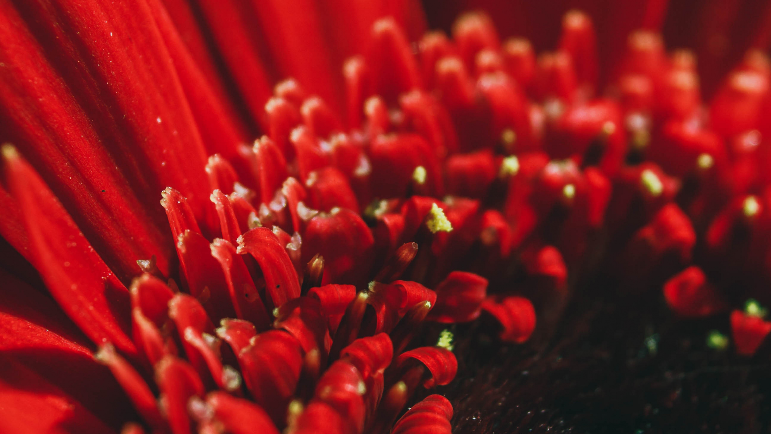 Обои пыльца, трансвааль Дейзи, Флора, крупный план, лепесток в разрешении 2560x1440