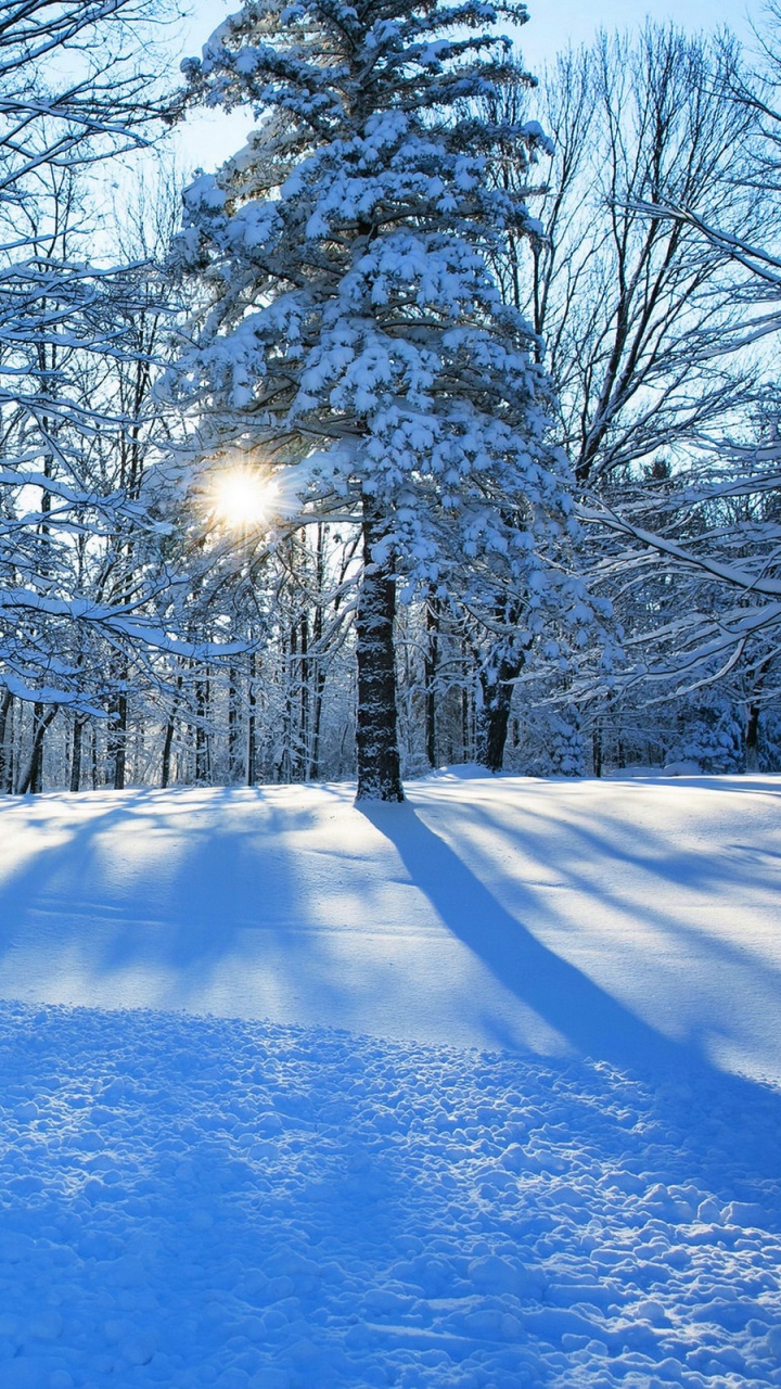 Обои зимняя дорога, зима, снег, дерево, природа в разрешении 720x1280