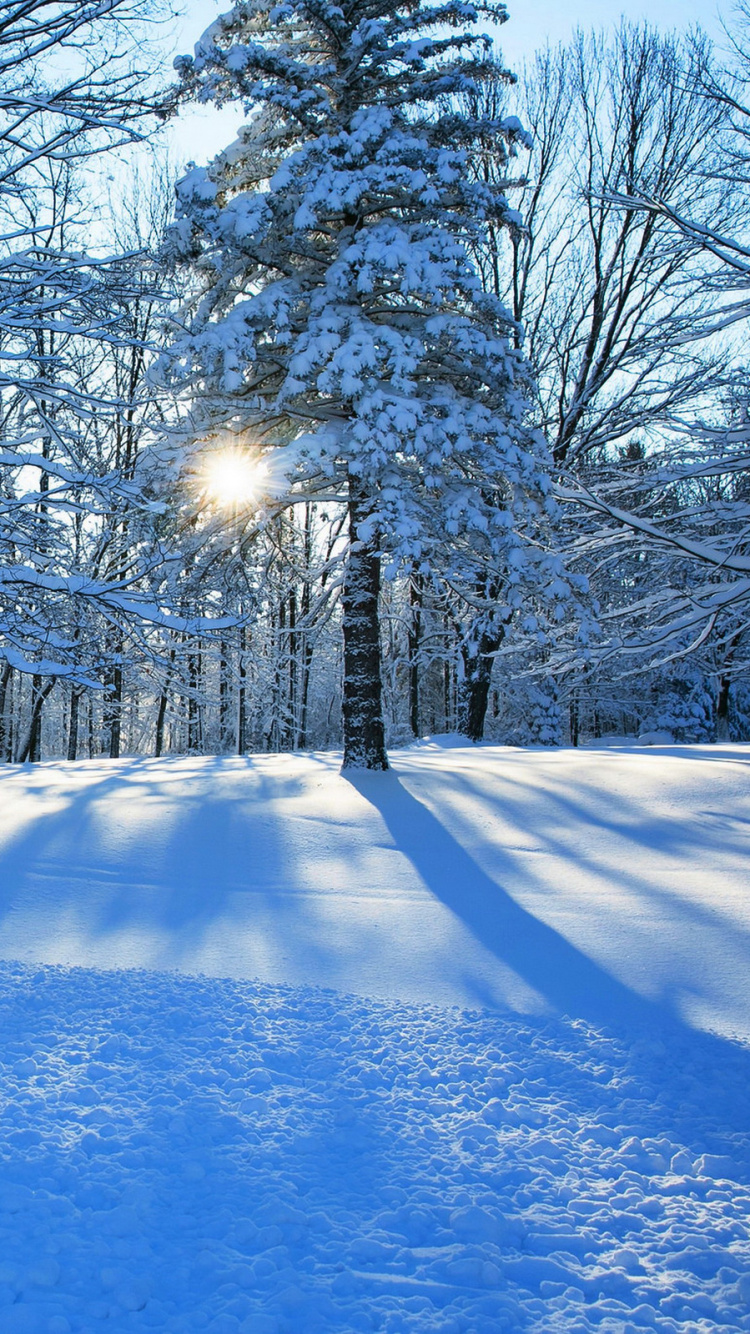 Обои зимняя дорога, зима, снег, дерево, природа в разрешении 750x1334