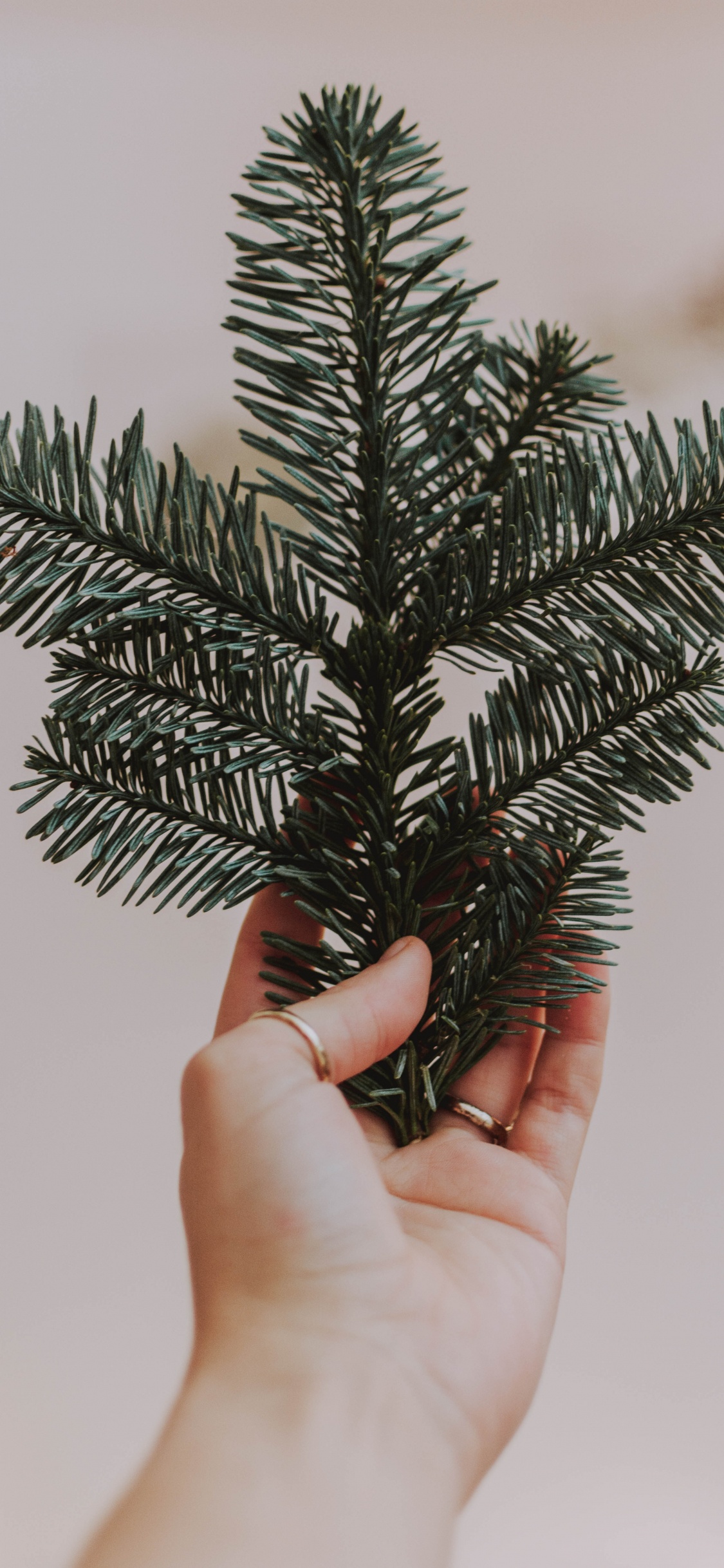 Обои Пихта бальзамическая, ветвь, пихта, Кегель ели, Колорадо-ель в разрешении 1125x2436