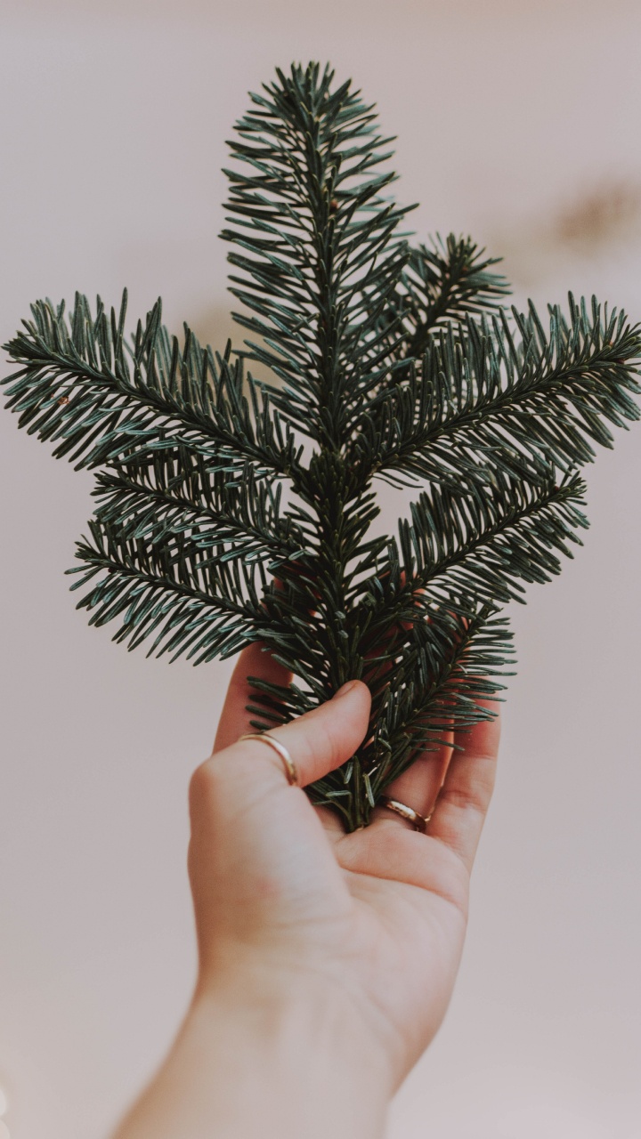 Обои Пихта бальзамическая, ветвь, пихта, Кегель ели, Колорадо-ель в разрешении 720x1280