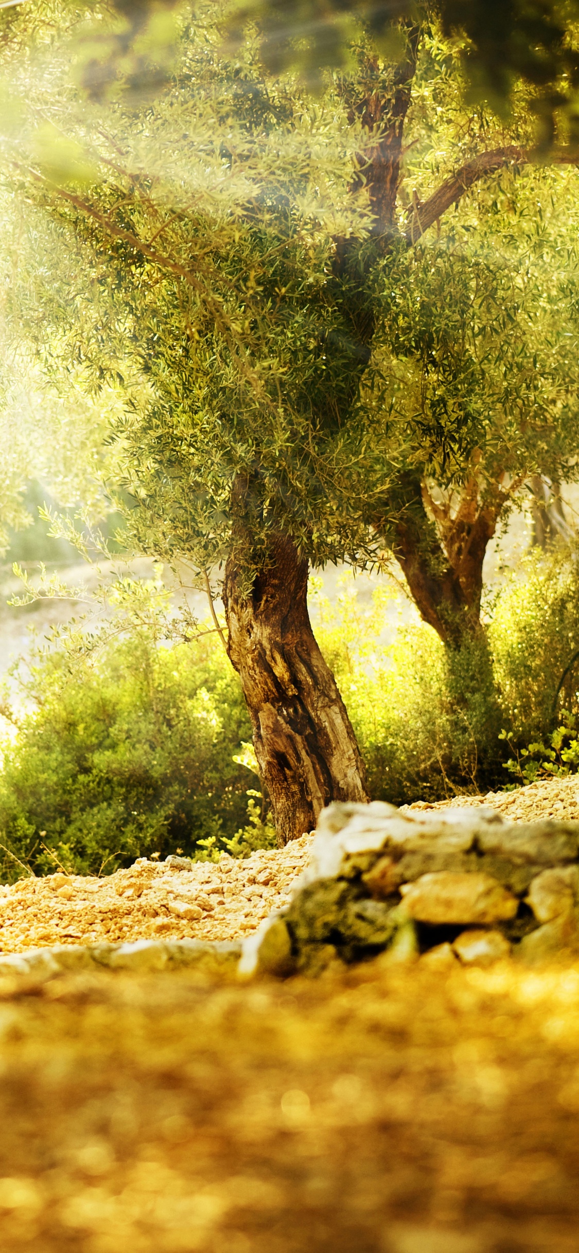 Обои природа, дерево, растительность, солнечный свет, лесистая местность в разрешении 1125x2436