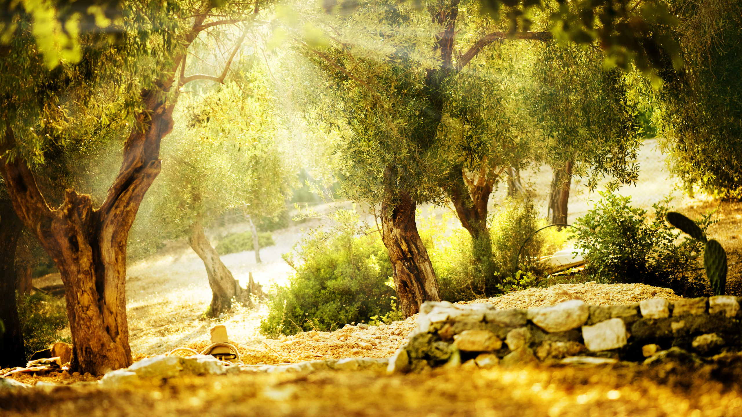 Обои природа, дерево, растительность, солнечный свет, лесистая местность в разрешении 2560x1440