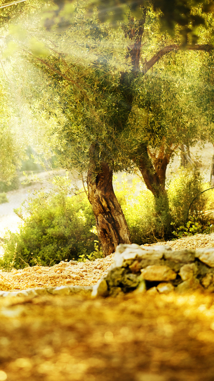 Обои природа, дерево, растительность, солнечный свет, лесистая местность в разрешении 750x1334