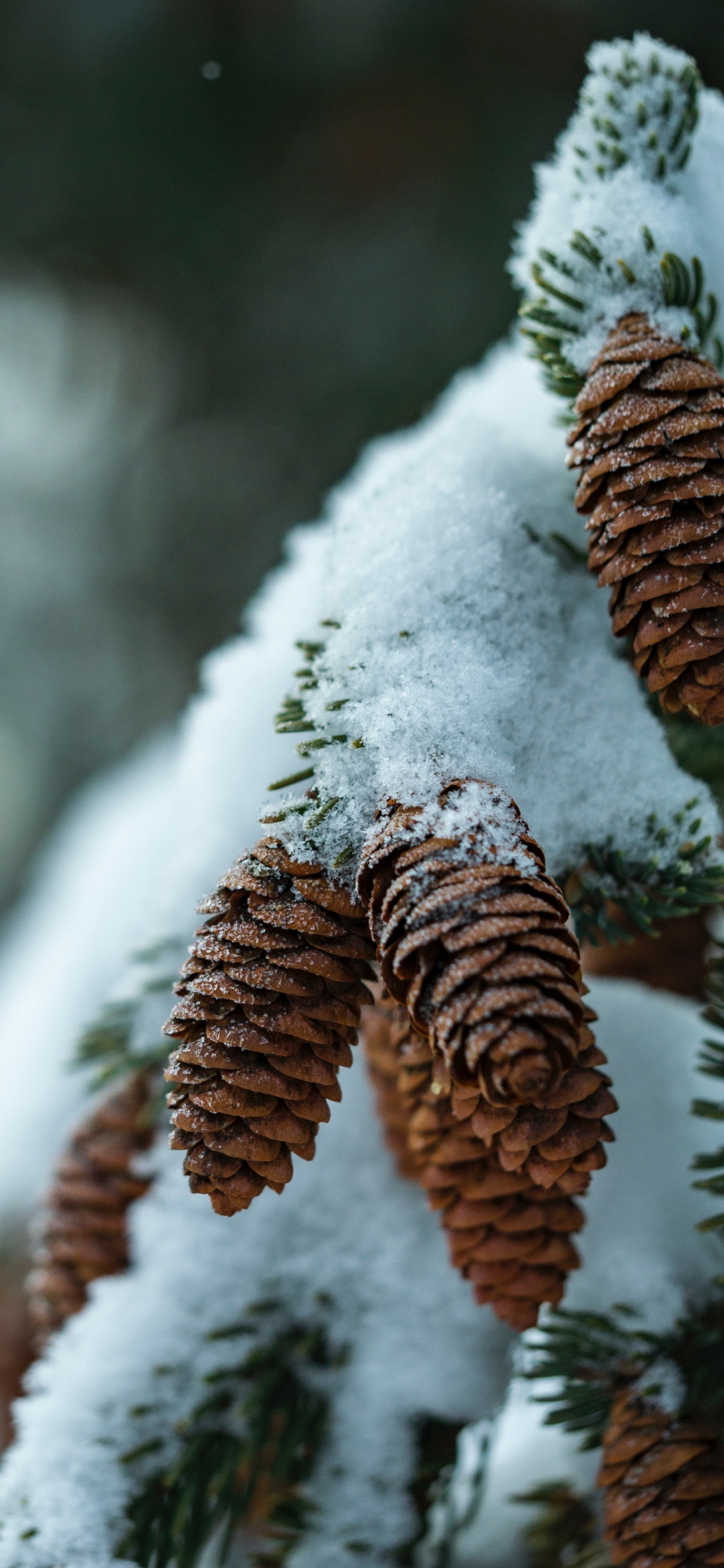 Обои виртуальное пианино, фортепьяно, растение, снег, натуральный материал в разрешении 1242x2688