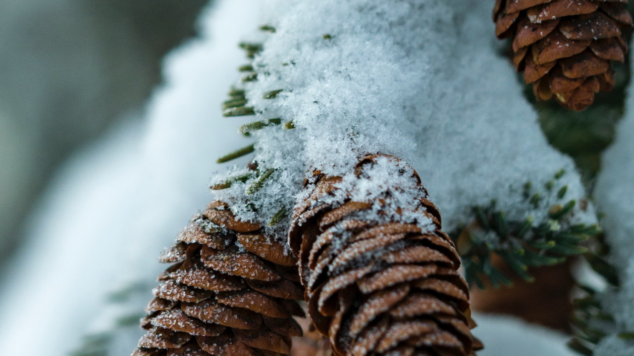Обои виртуальное пианино, фортепьяно, растение, снег, натуральный материал в разрешении 1280x720