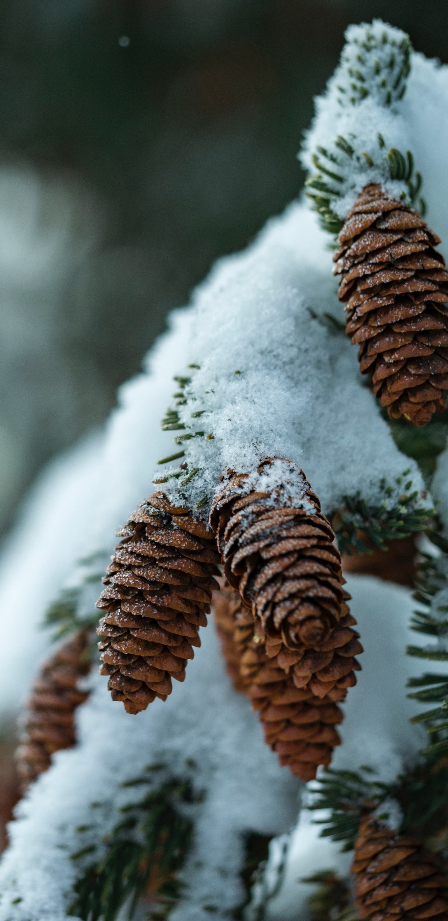 Обои виртуальное пианино, фортепьяно, растение, снег, натуральный материал в разрешении 1440x2960