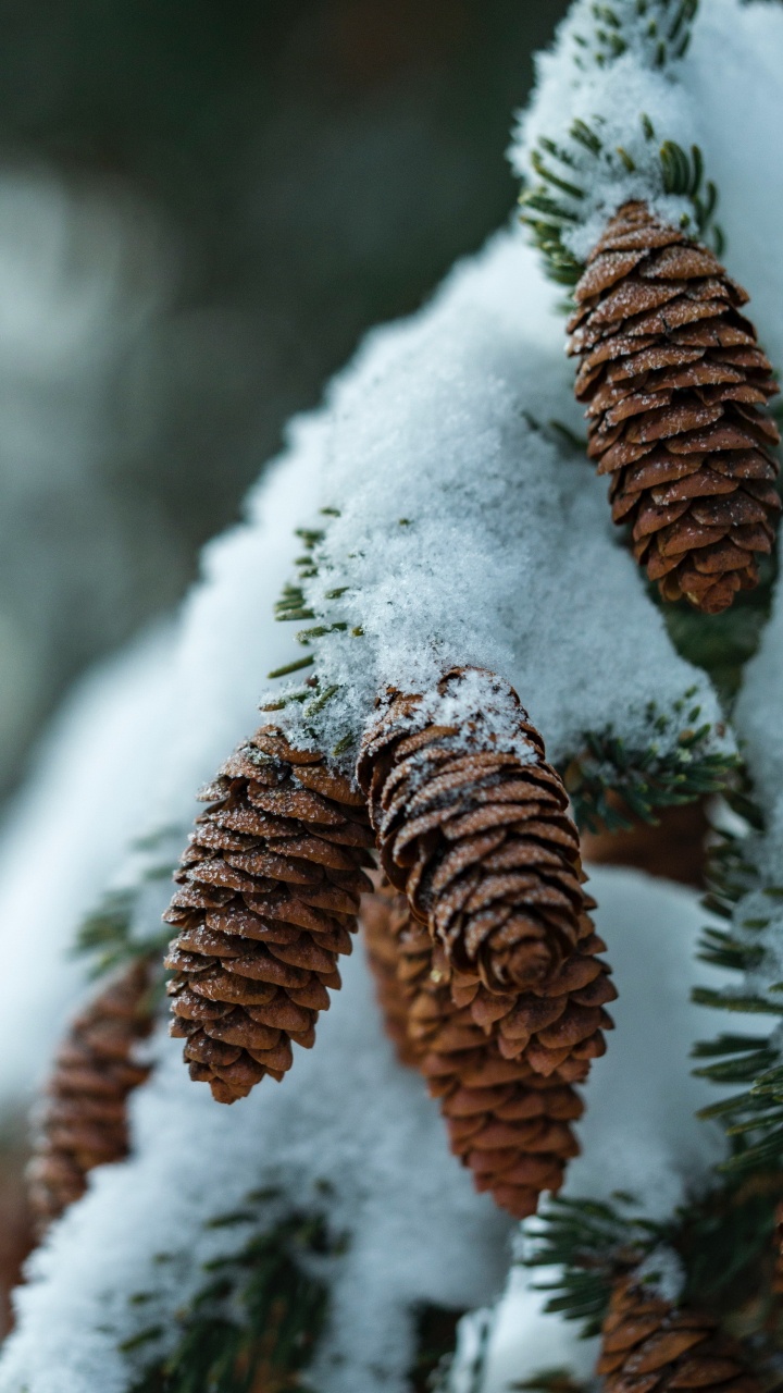 Обои виртуальное пианино, фортепьяно, растение, снег, натуральный материал в разрешении 720x1280
