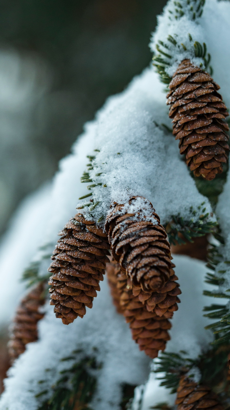 Обои виртуальное пианино, фортепьяно, растение, снег, натуральный материал в разрешении 750x1334