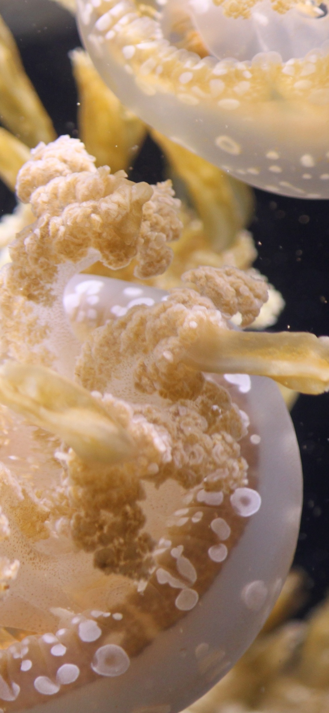 Обои морская биология, Медуза, морские беспозвоночные, cnidaria, коралл в разрешении 1125x2436