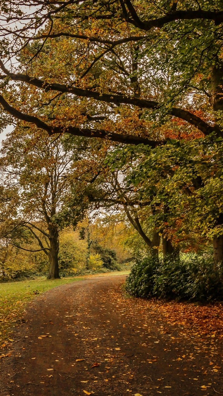 Обои лист, коричневый цвет, растение, дерево, природный ландшафт в разрешении 750x1334