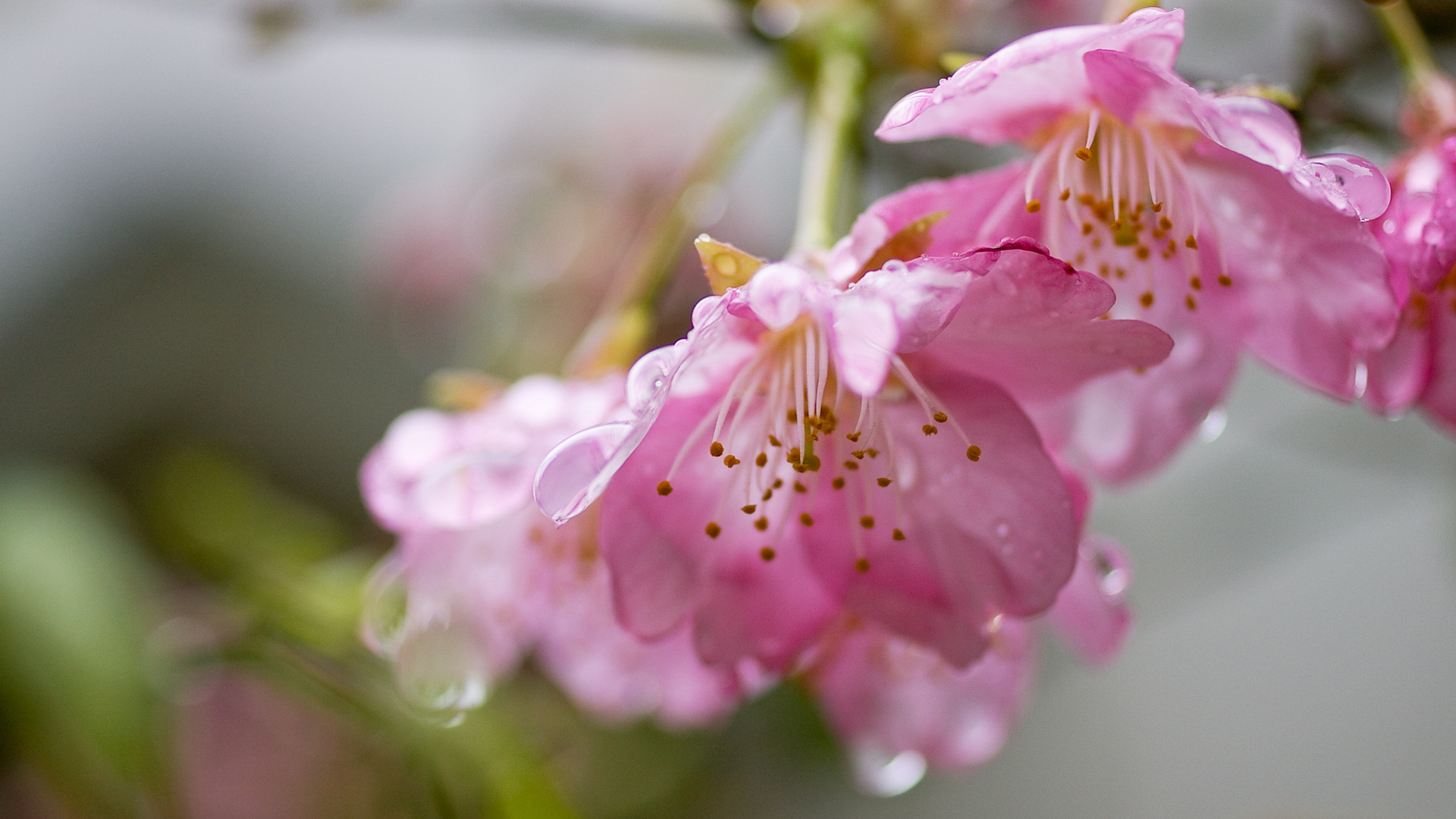 Обои цветок, цветковое растение, лепесток, бутон, розовый в разрешении 1920x1080