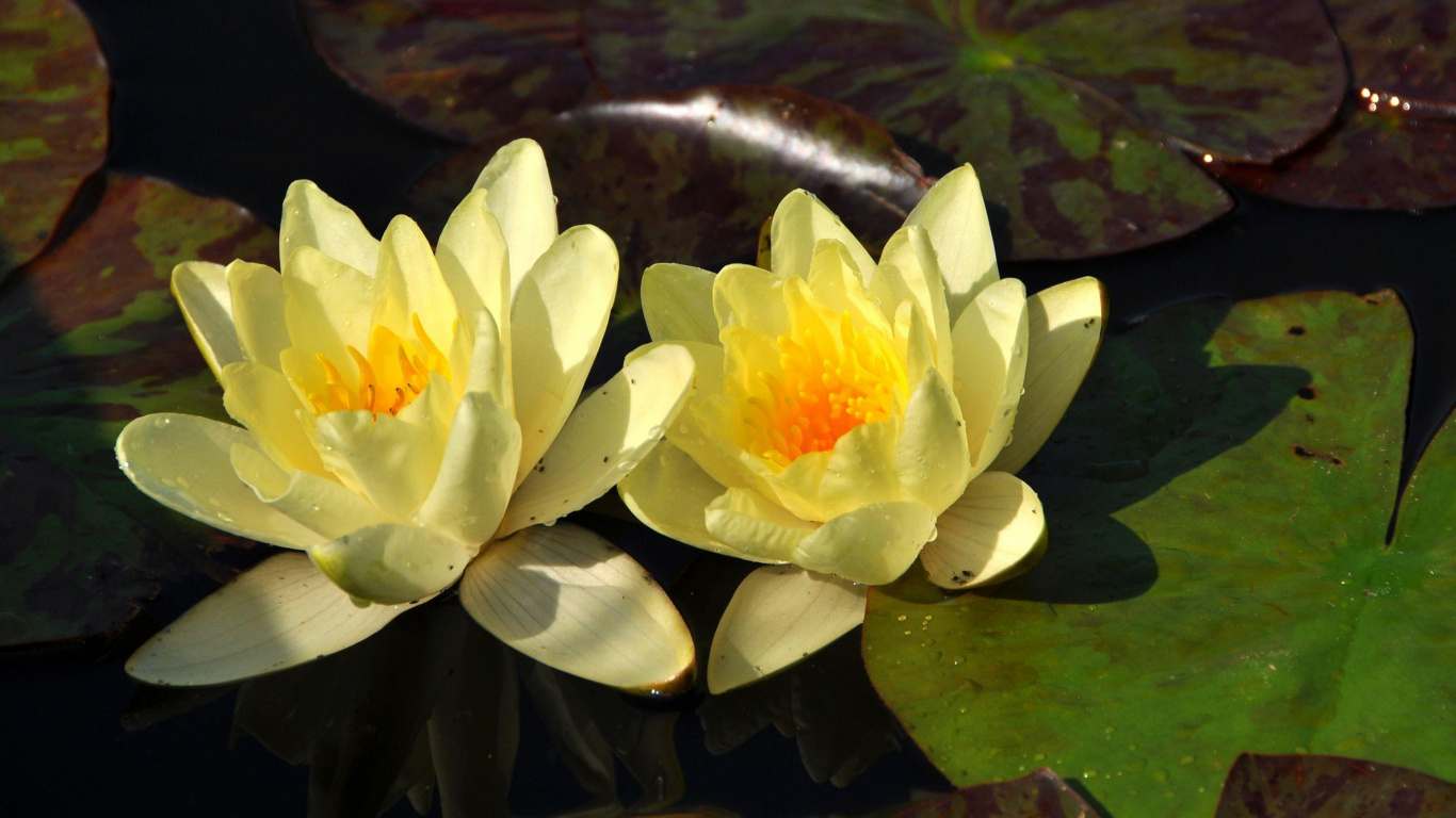 Обои вода, лепесток, водное растение, священный Лотос, лотоса семьи в разрешении 1366x768
