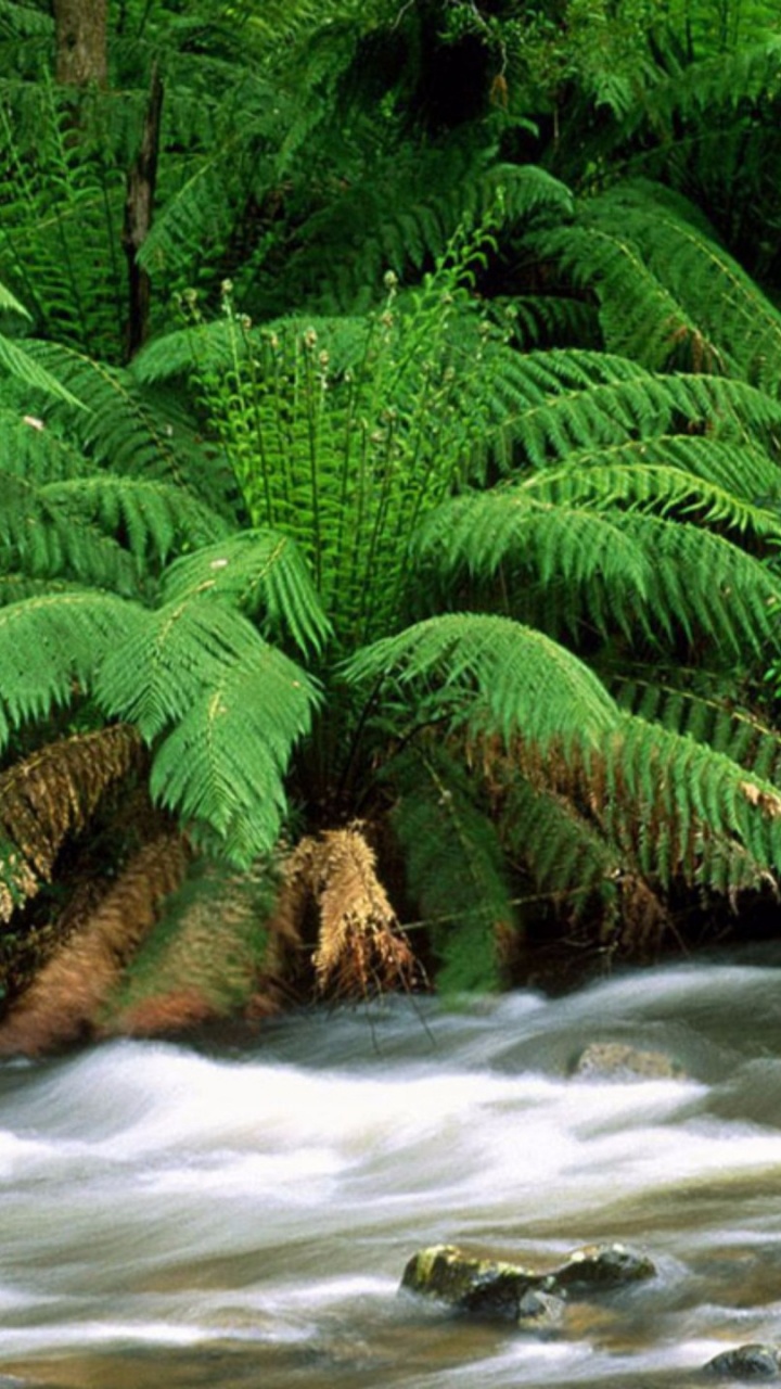 Обои природа, растительность, водоток, поток, природный заповедник в разрешении 720x1280