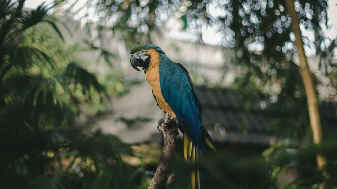 Обои Ара, птица, клюв, живая природа, ботаники в разрешении 1366x768