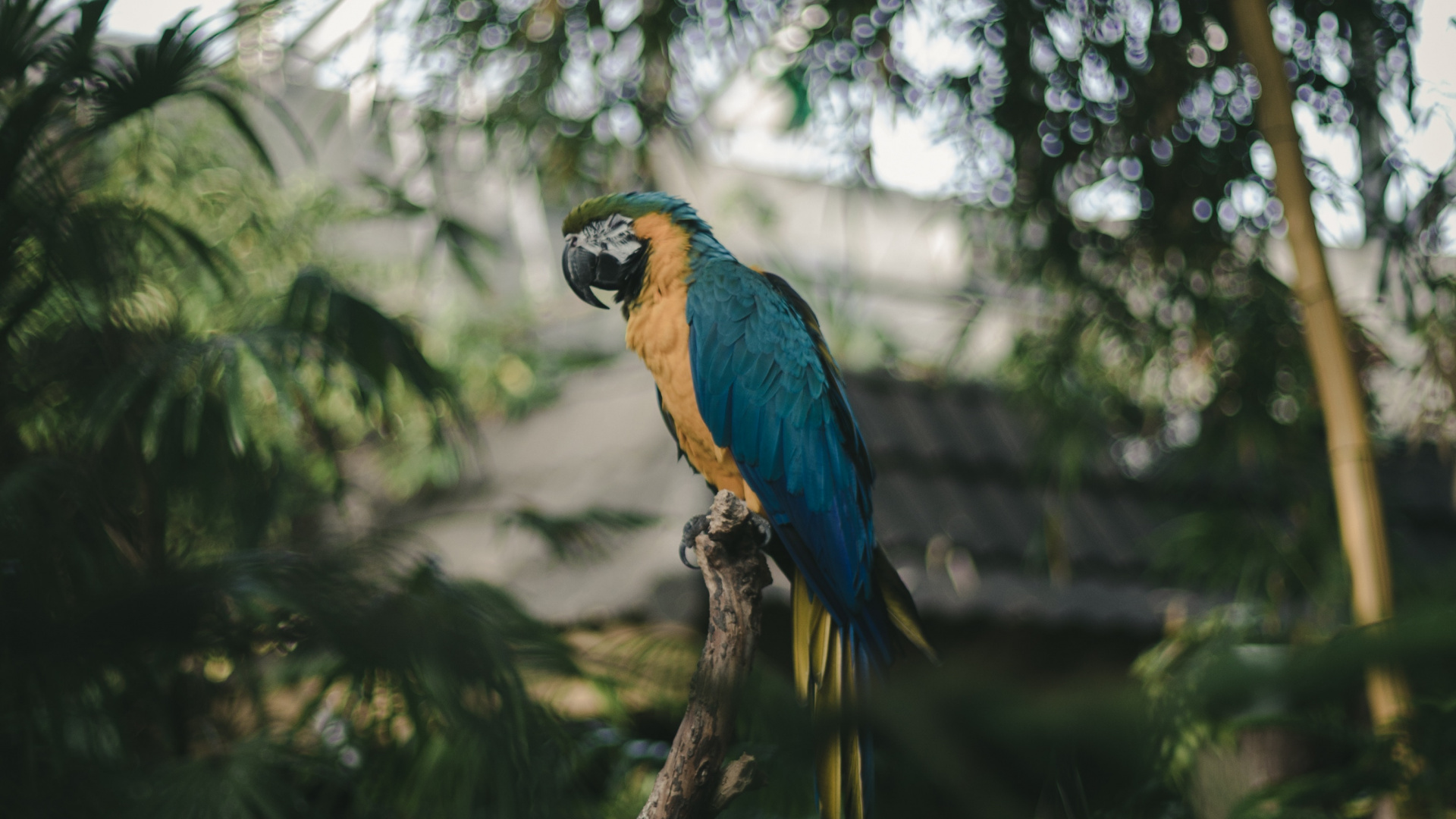 Обои Ара, птица, клюв, живая природа, ботаники в разрешении 1920x1080