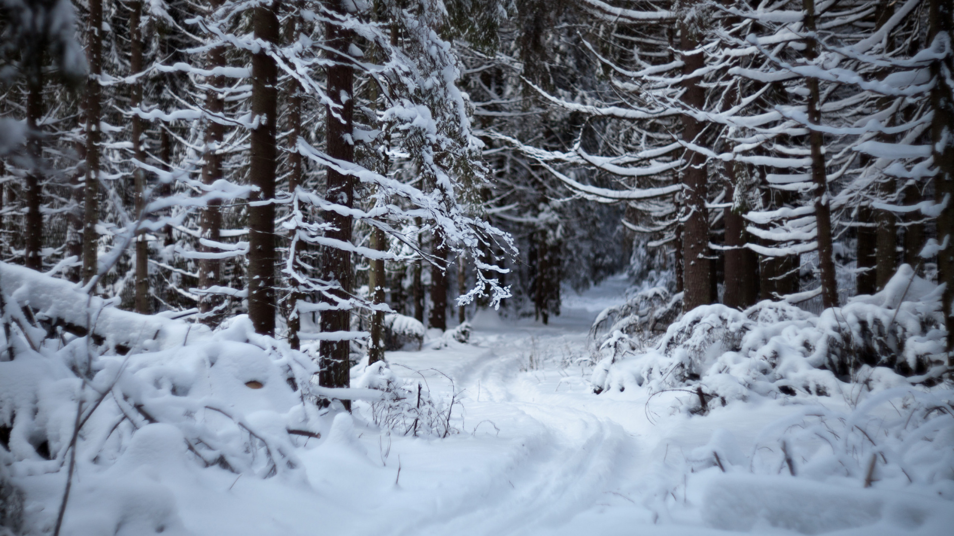 Обои снег, зима, дерево, замораживание, лес в разрешении 1920x1080