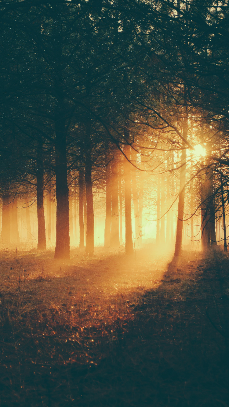 Обои солнечный свет, вода, ночь, синий, окружающая среда в разрешении 750x1334