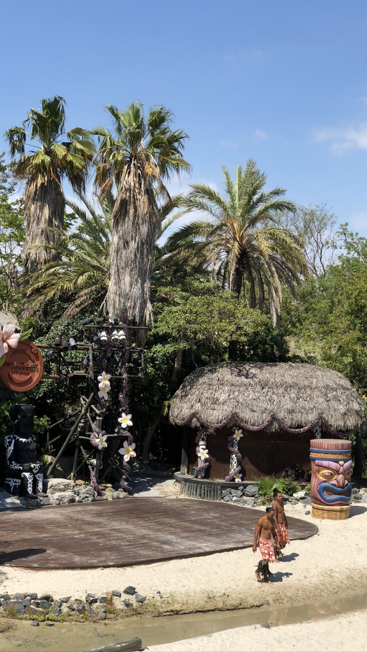 Обои пальмовые рощи, достопримечательность, финиковая пальма, туризм, дерево в разрешении 720x1280