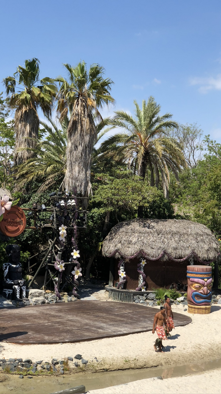 Обои пальмовые рощи, достопримечательность, финиковая пальма, туризм, дерево в разрешении 750x1334