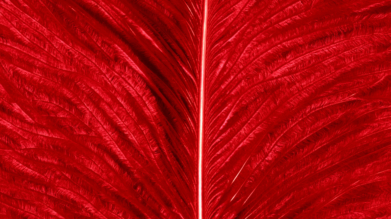 Обои лист, красный цвет, растение, Оркестровые Произведения, оркестр в разрешении 1366x768