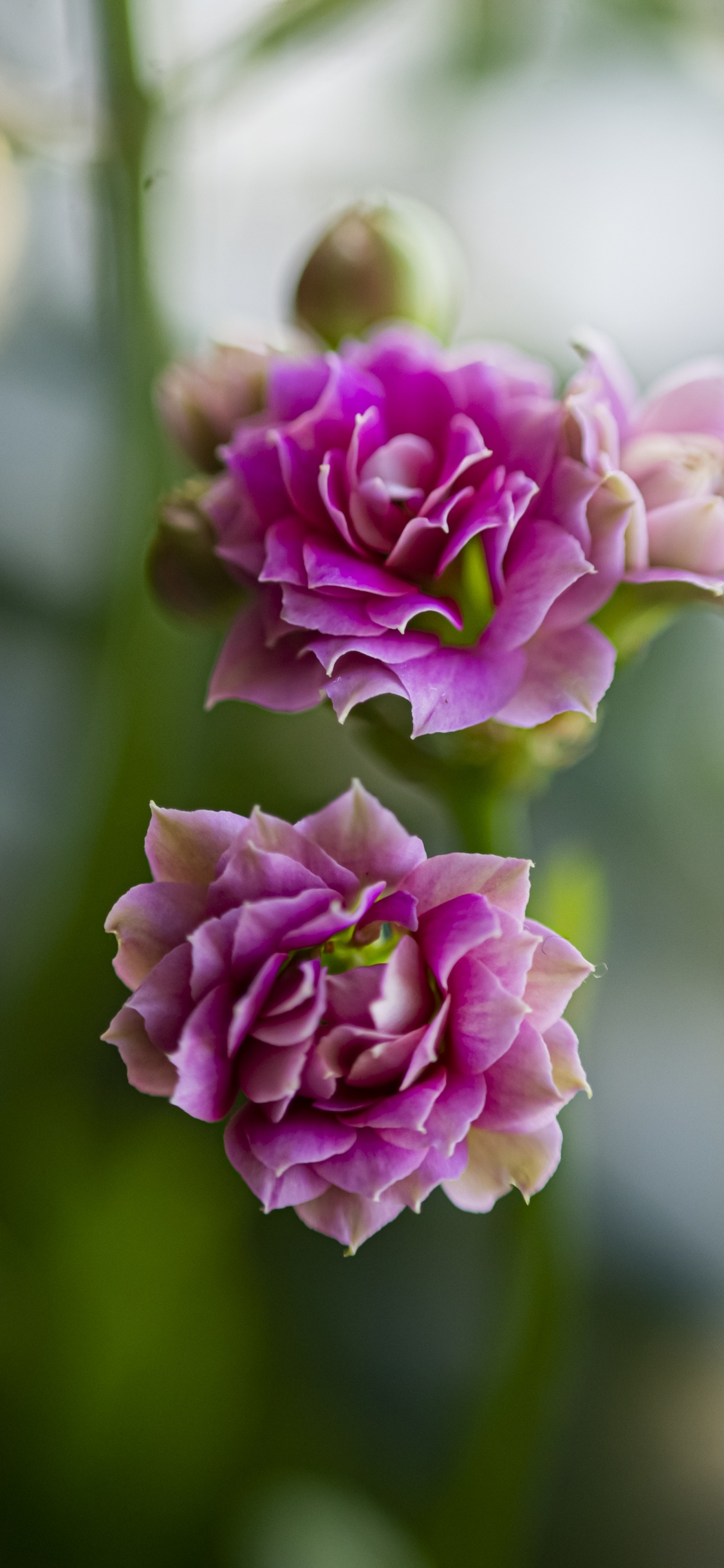 Обои Флора, растение, цветок, лепесток, Роза в разрешении 1125x2436