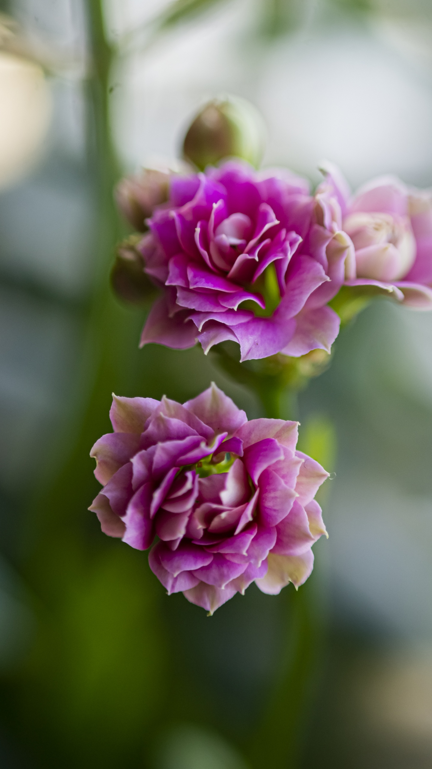 Обои Флора, растение, цветок, лепесток, Роза в разрешении 1440x2560