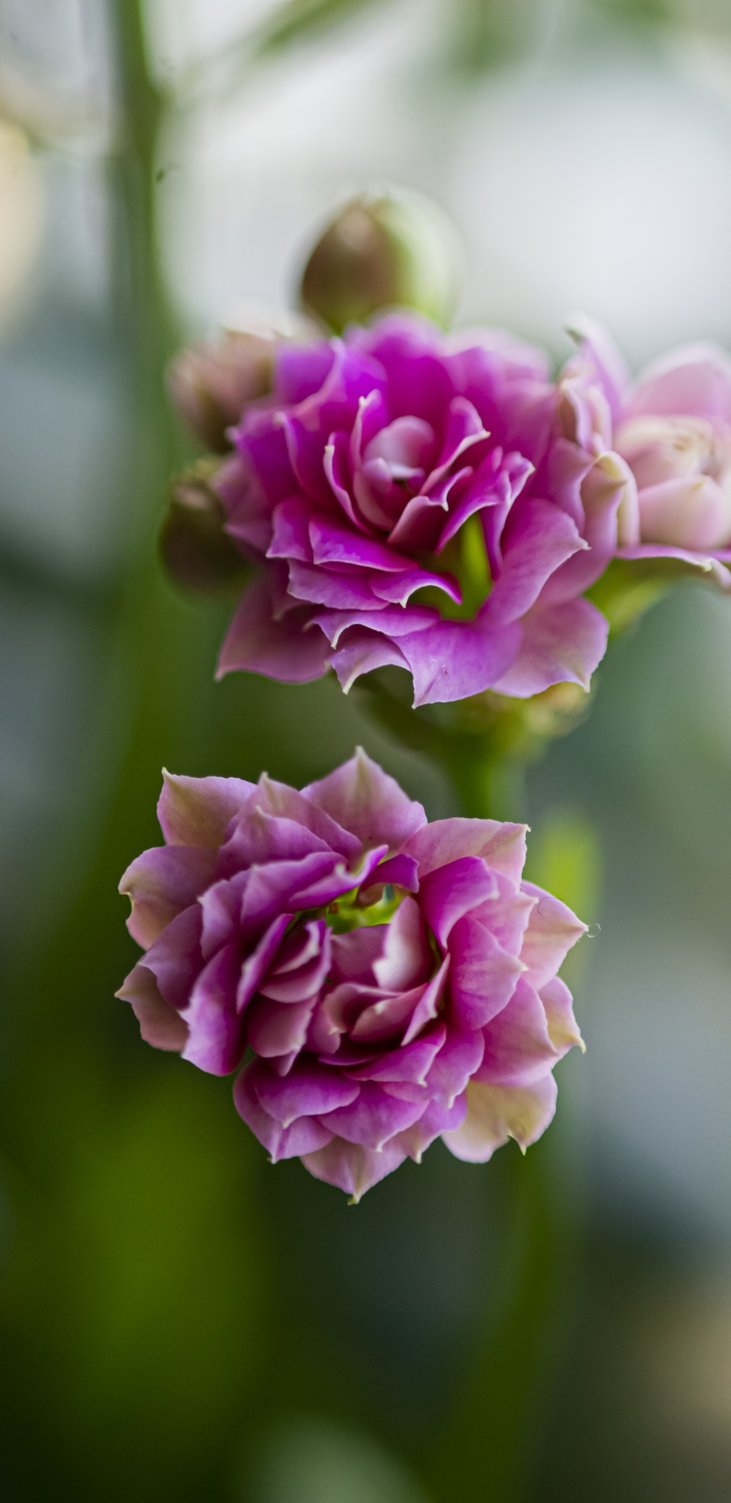 Обои Флора, растение, цветок, лепесток, Роза в разрешении 1440x2960