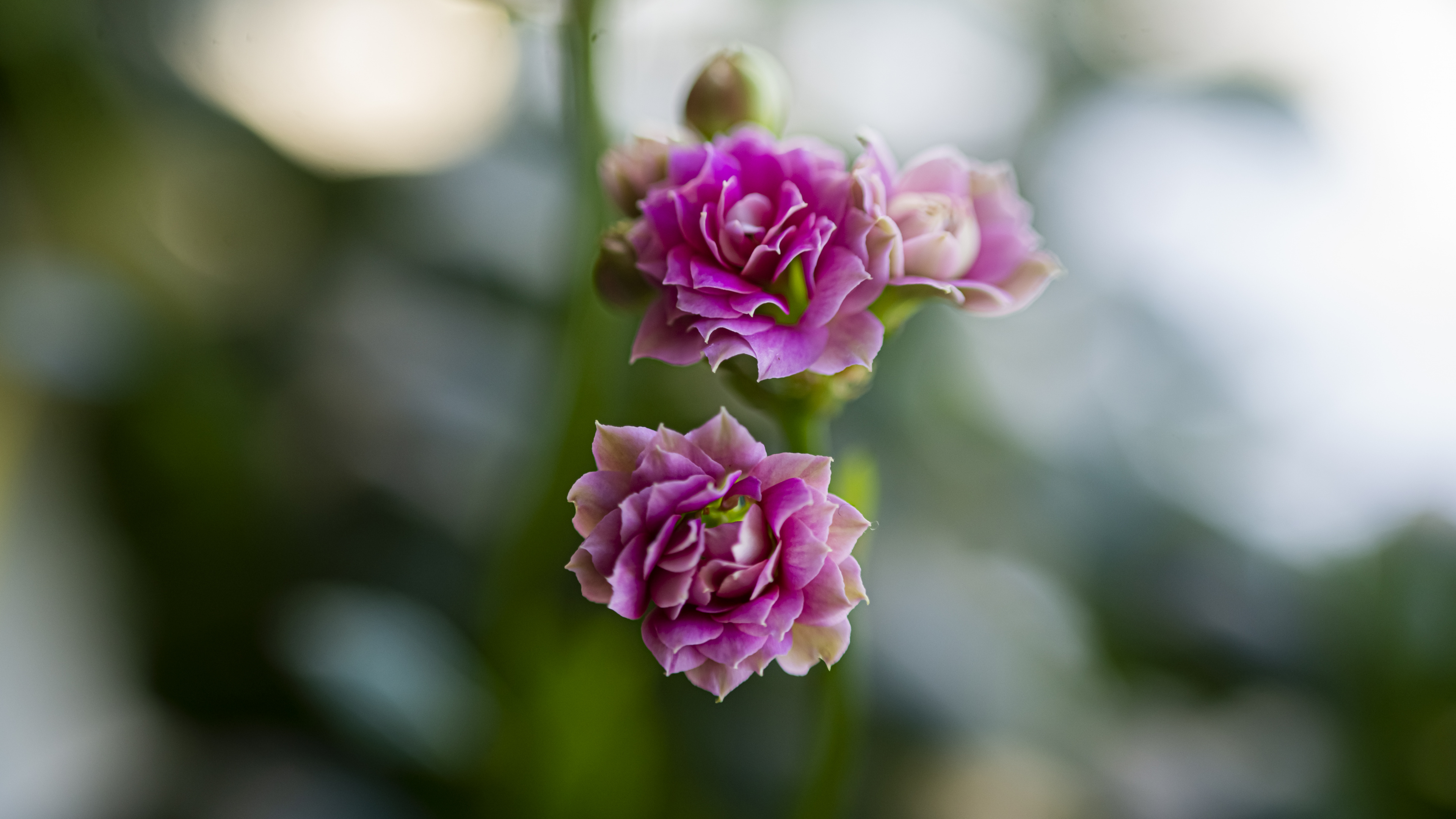 Обои Флора, растение, цветок, лепесток, Роза в разрешении 3840x2160