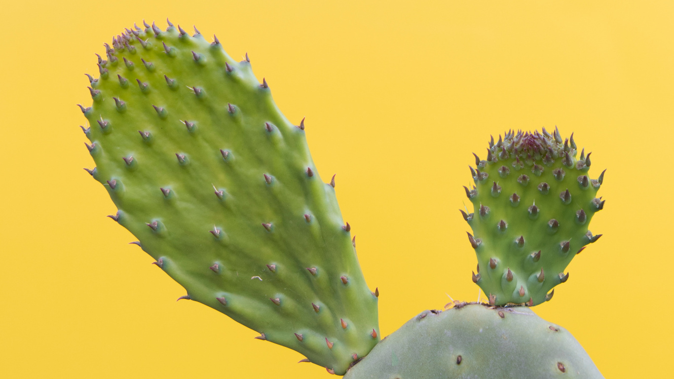 Обои кактус, рассада, Барбари рис, Нопал, Восточная Опунция в разрешении 1366x768