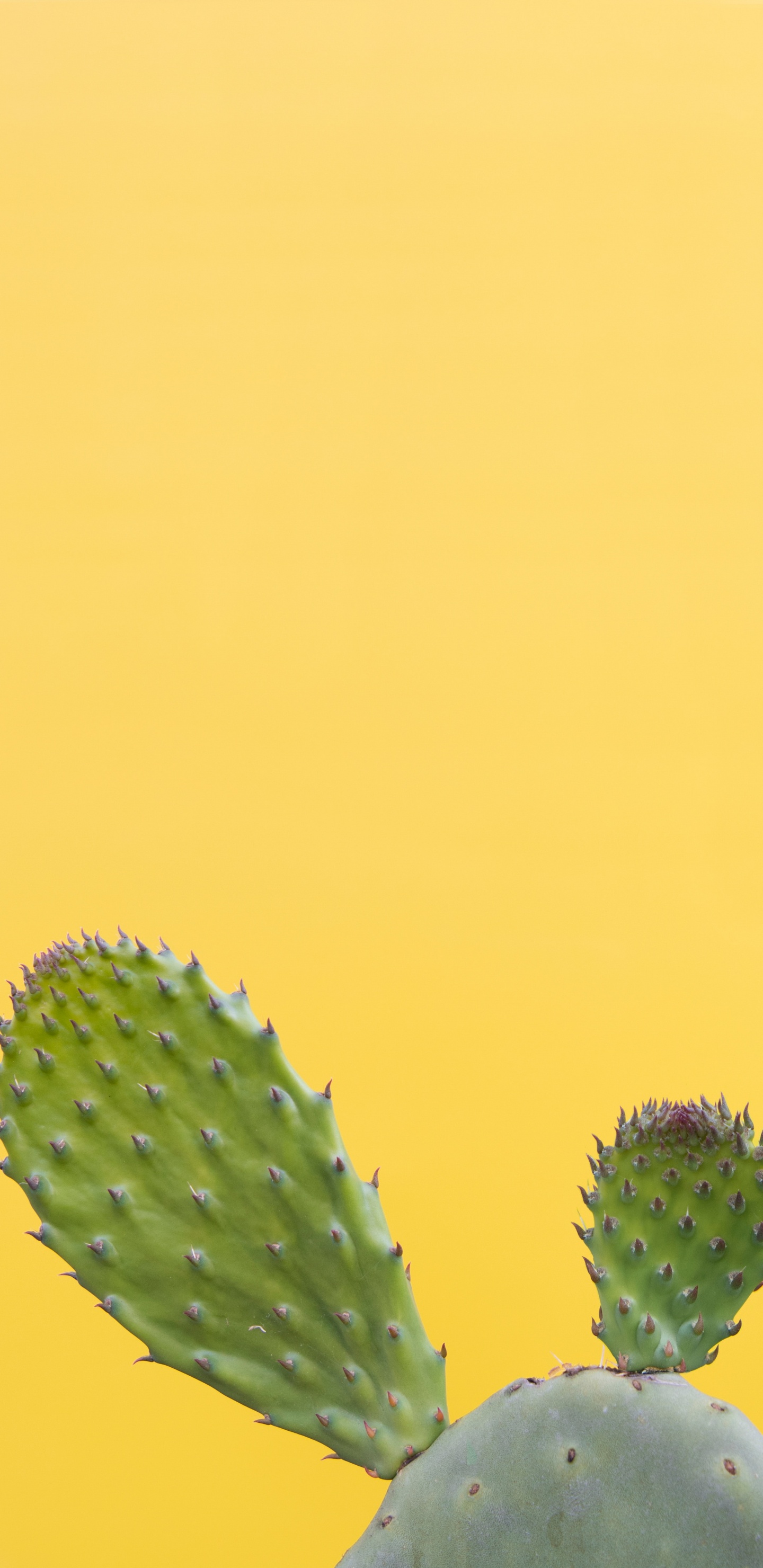 Обои кактус, рассада, Барбари рис, Нопал, Восточная Опунция в разрешении 1440x2960