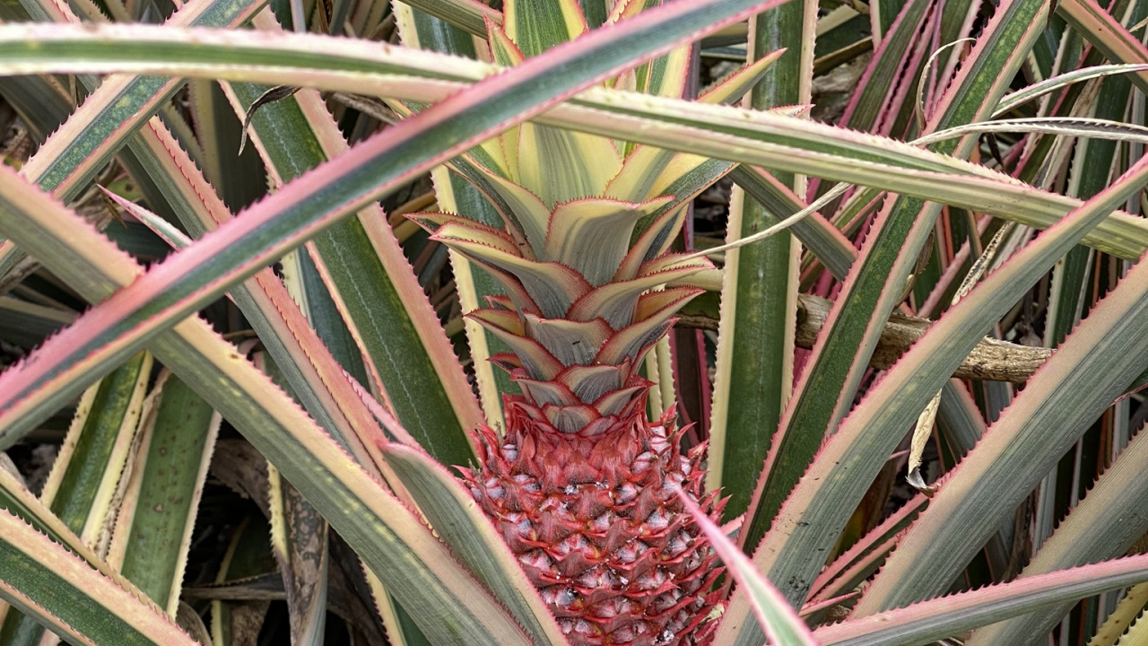 Обои Флора, стебель растения, лист, трава, пальма сереноа в разрешении 1280x720