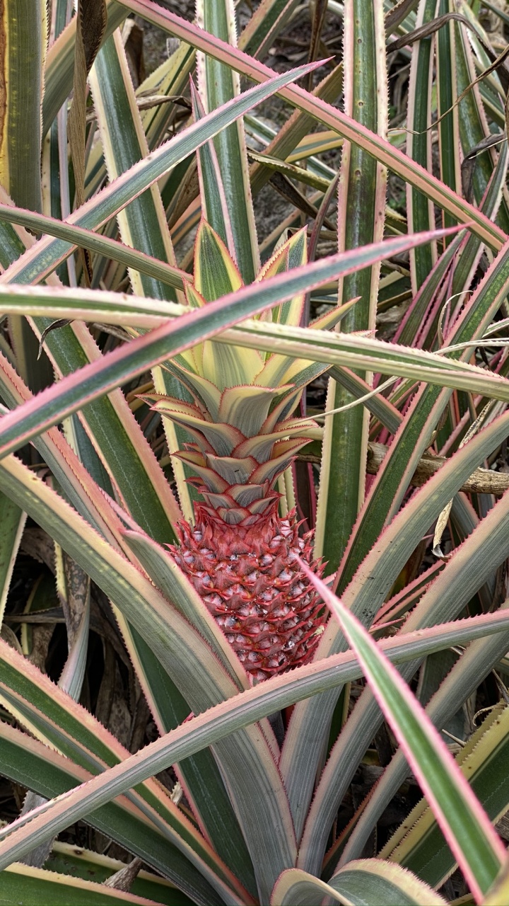 Обои Флора, стебель растения, лист, трава, пальма сереноа в разрешении 720x1280